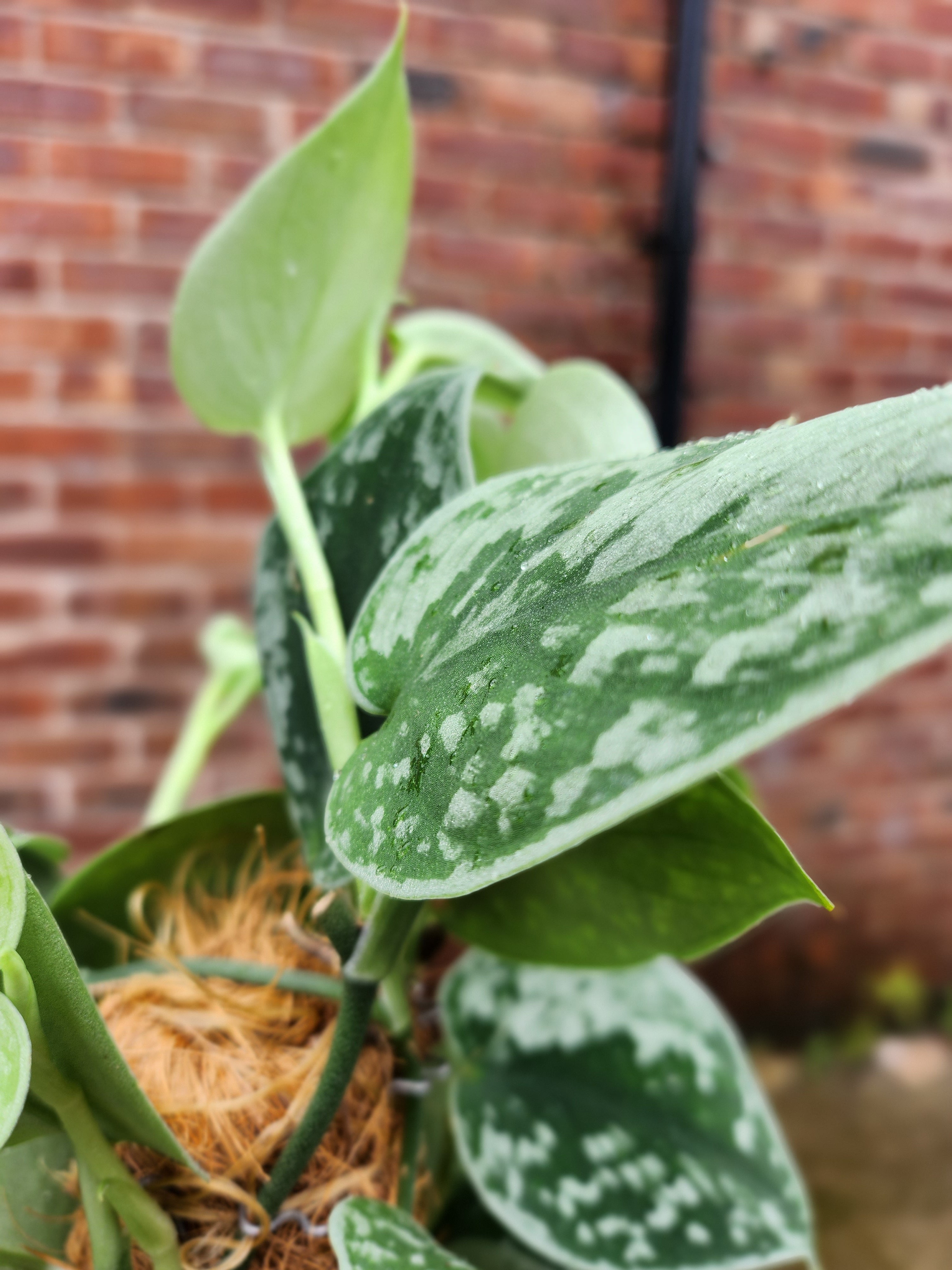 Scindapsus Pictus Silvery Ann