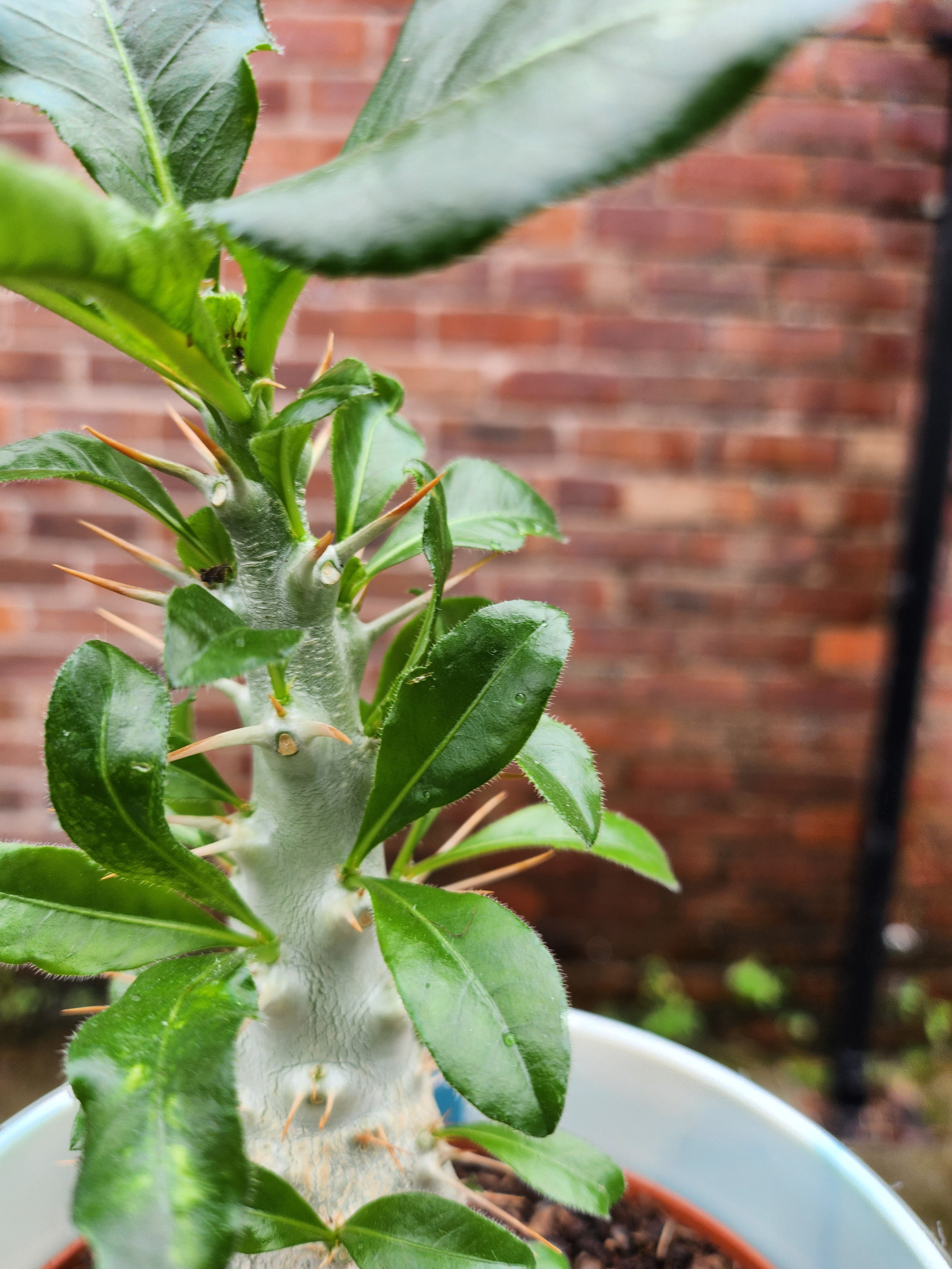 Pachypodium saundersii
