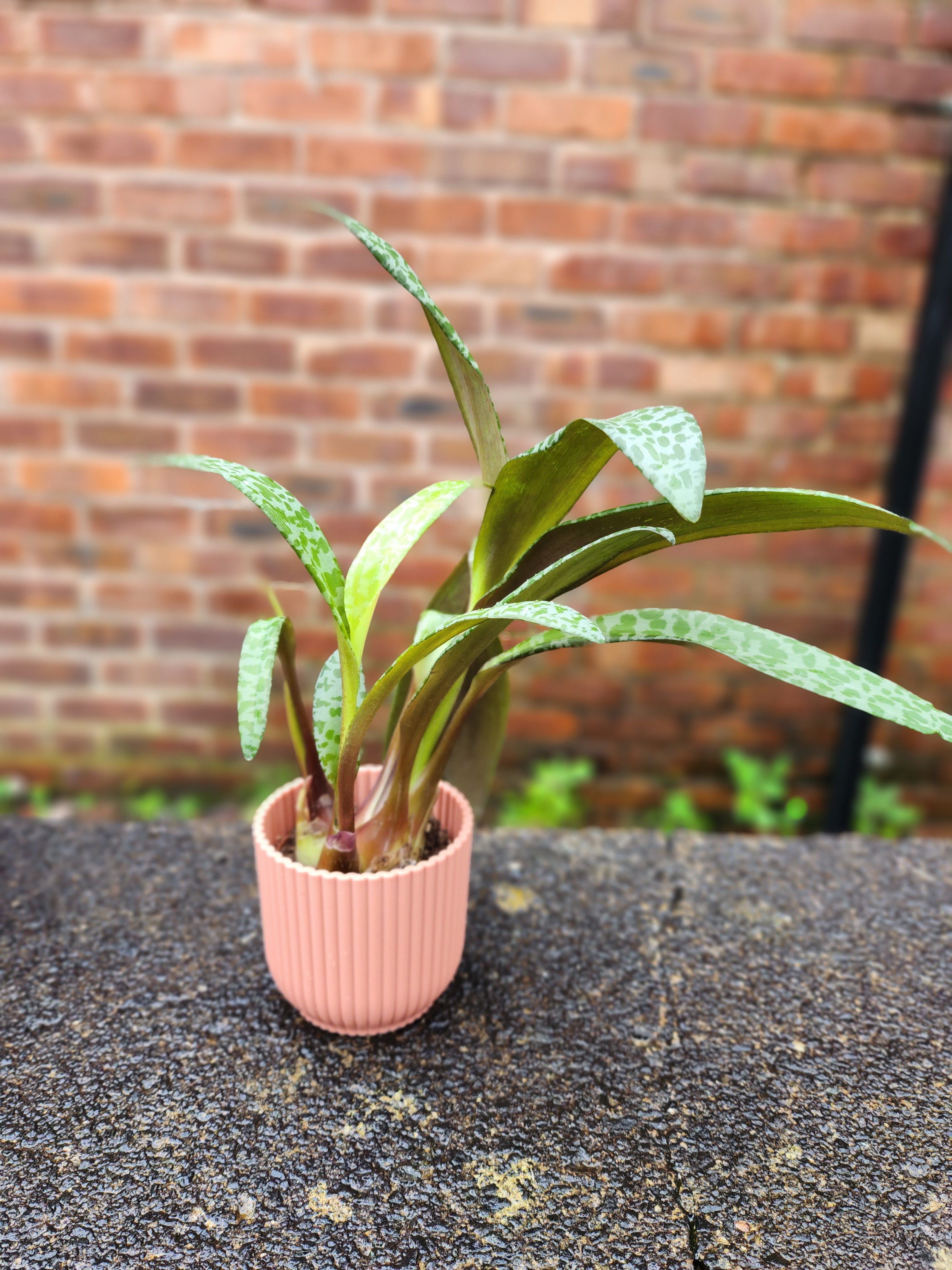 Crassula Falcata Leopard Lilly