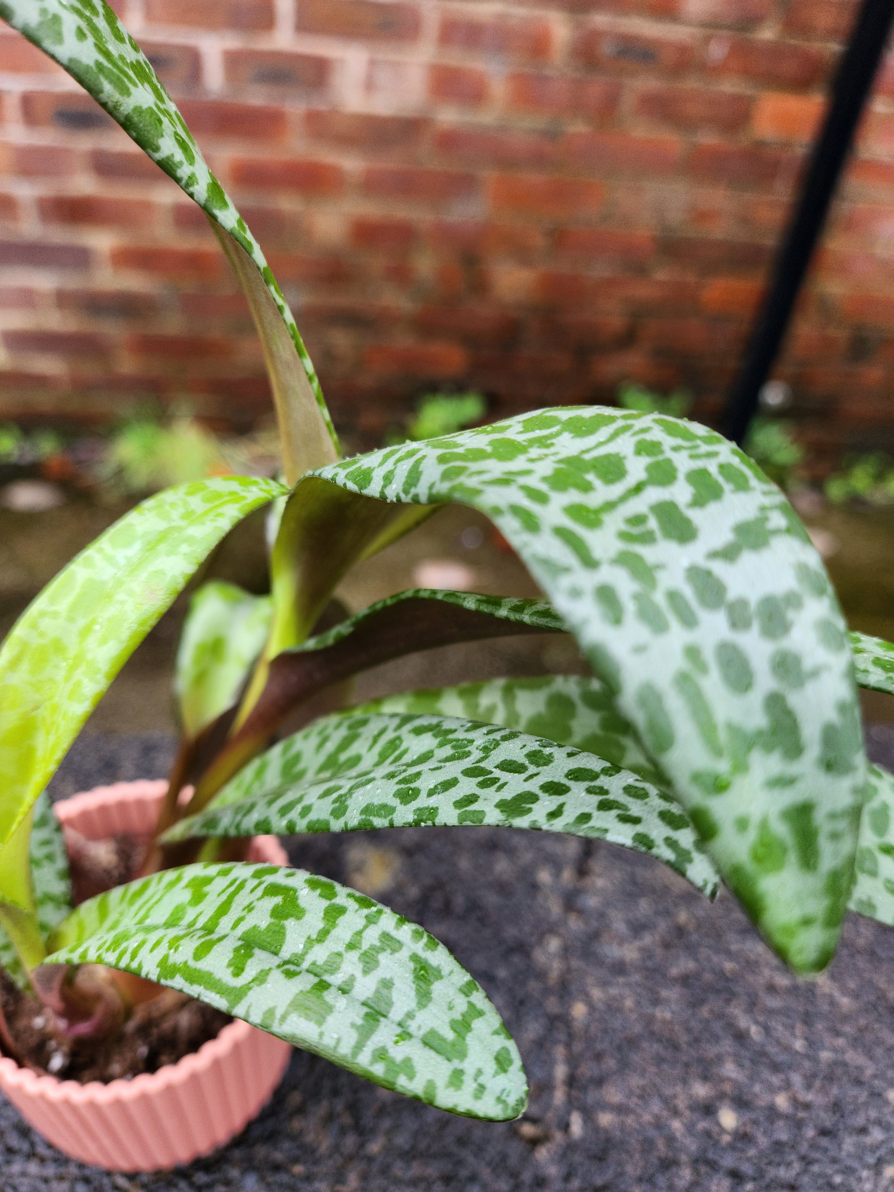 Crassula Falcata Leopard Lilly