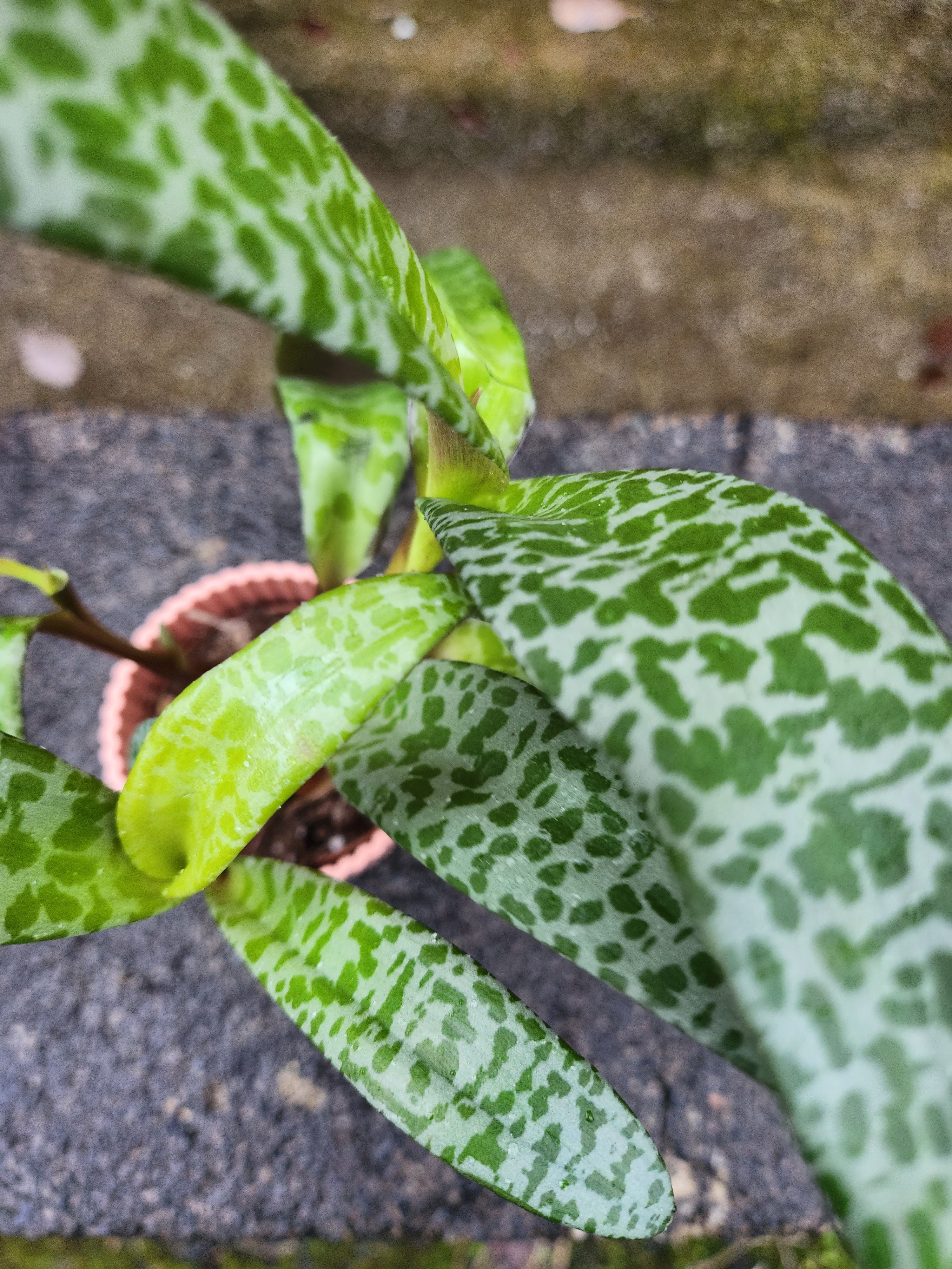 Crassula Falcata Leopard Lilly