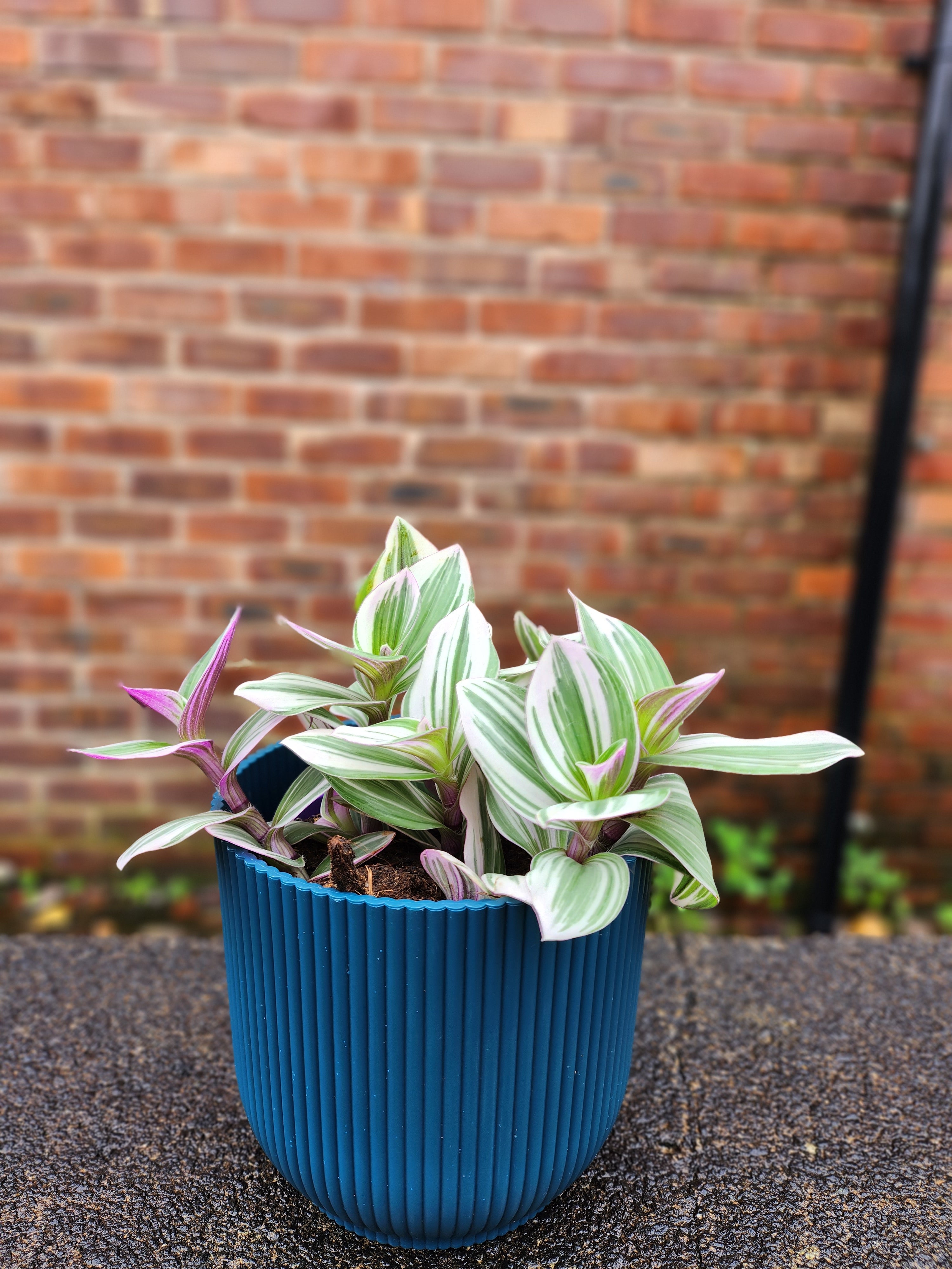 Tradescantia Nanouk