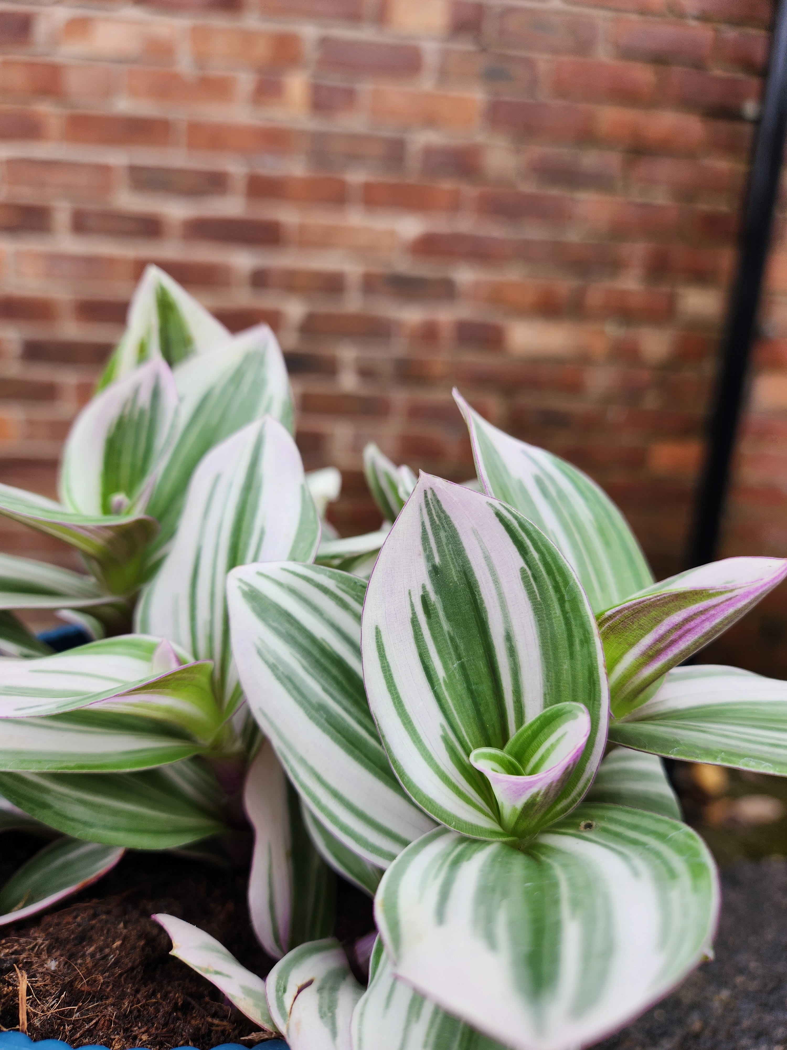 Tradescantia Nanouk