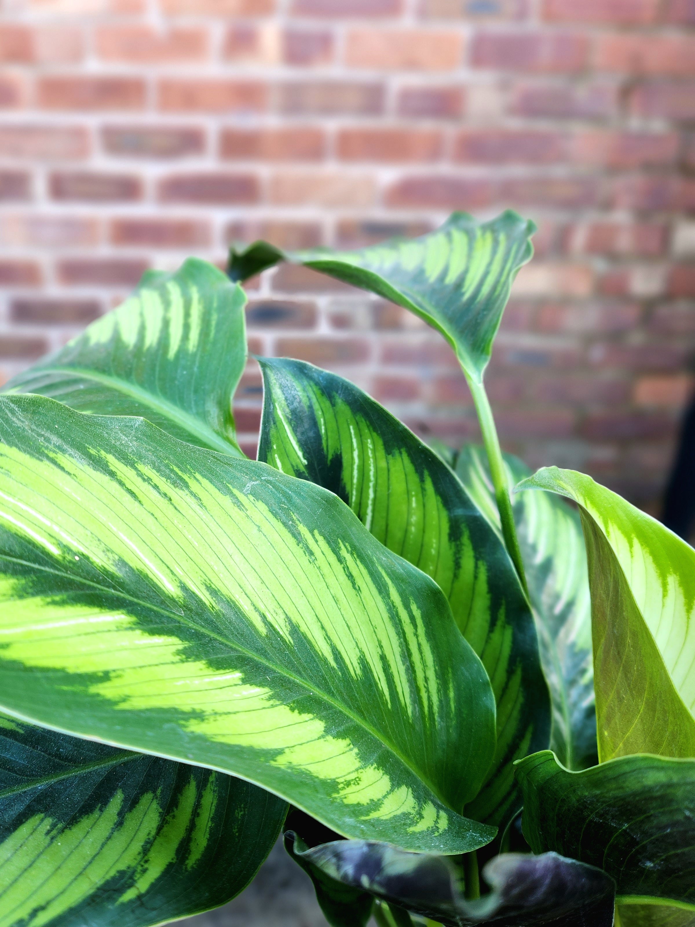 Calathea Majestic Principe