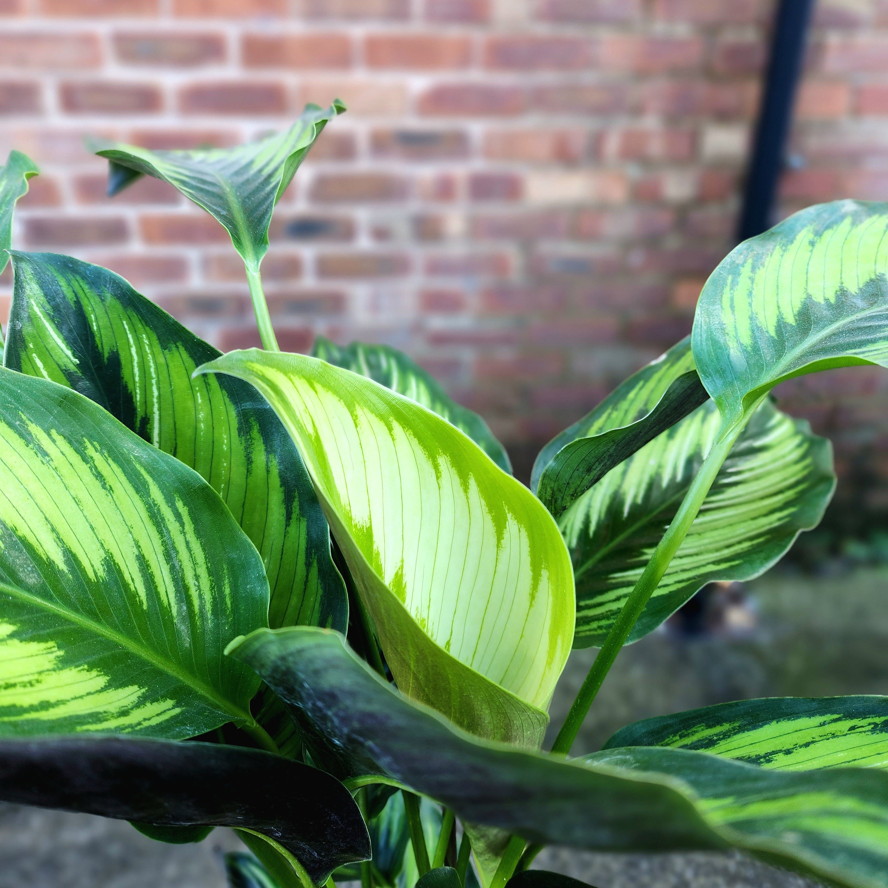 Calathea Majestic Principe