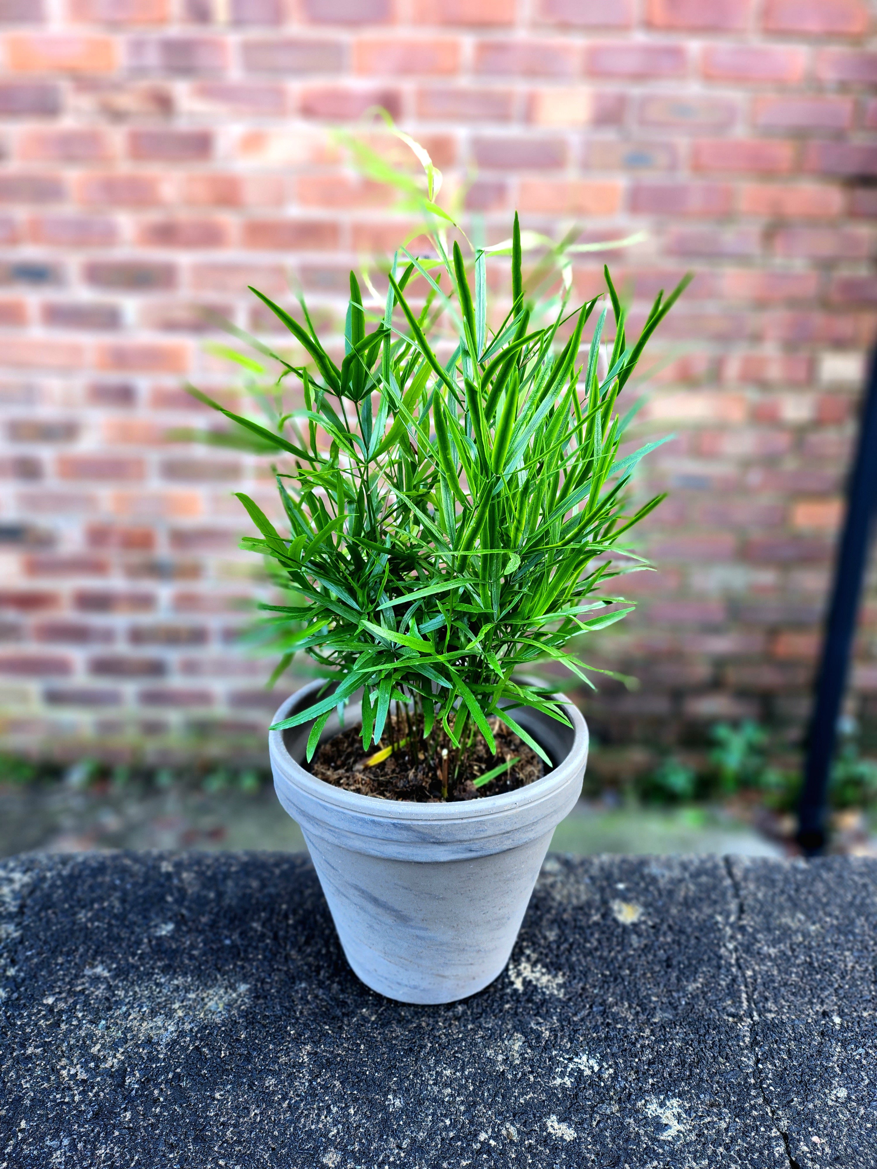 Asparagus Falcatus