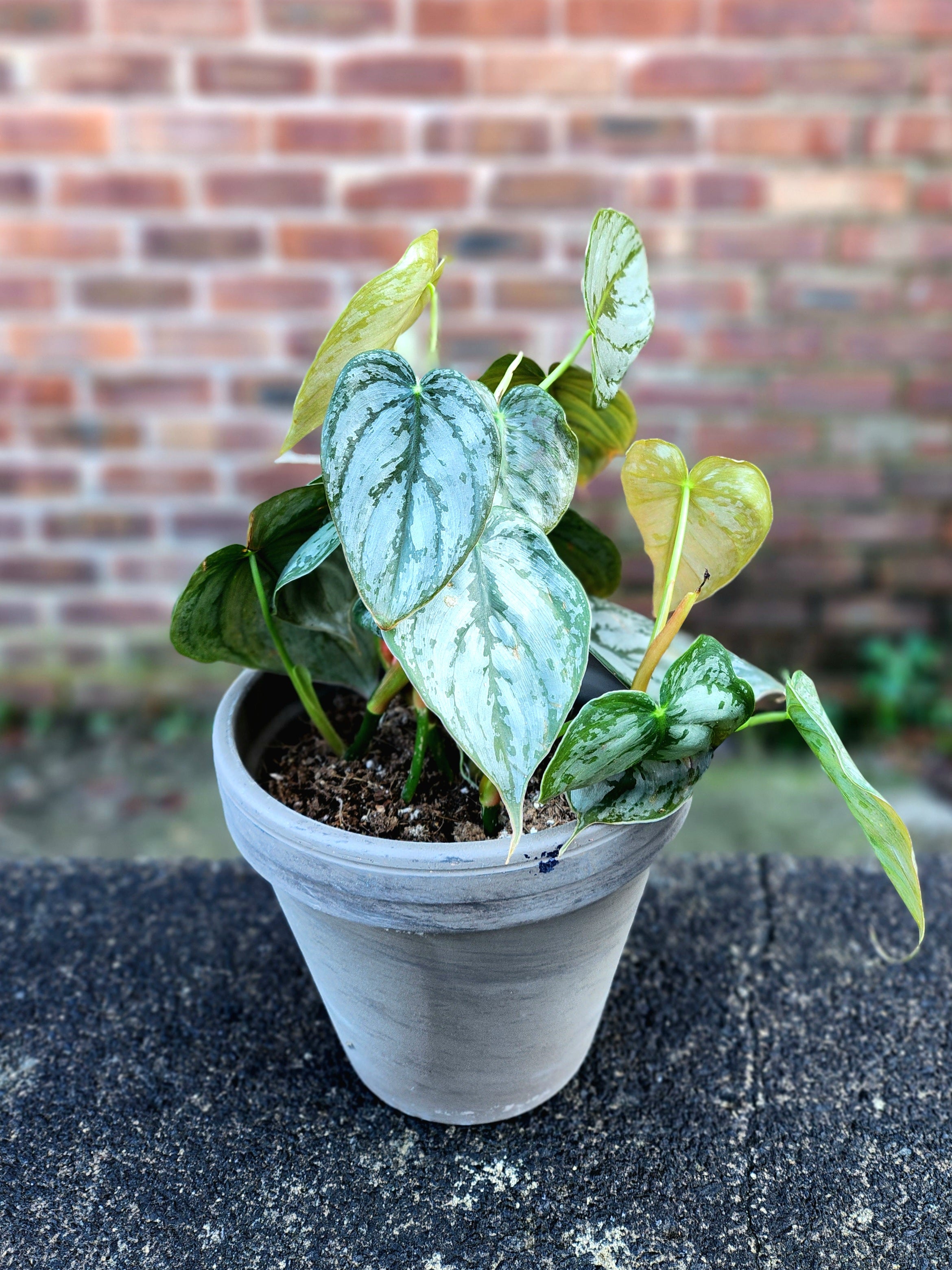 philodendron brandtianum uk Philodendron brandtianum – Silver-Variegated Climbing Aroid