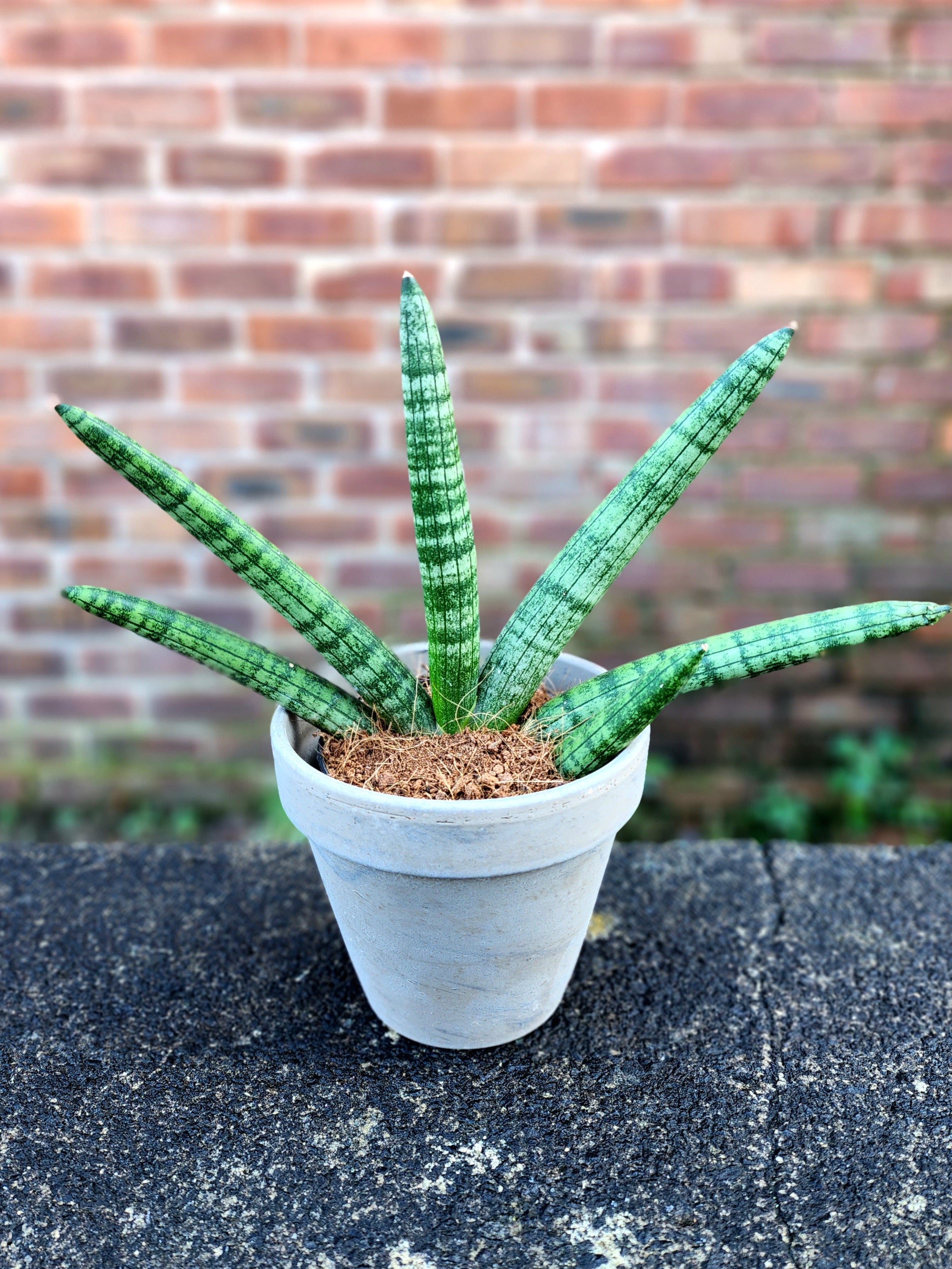 Sansevieria cylindrica Skyline