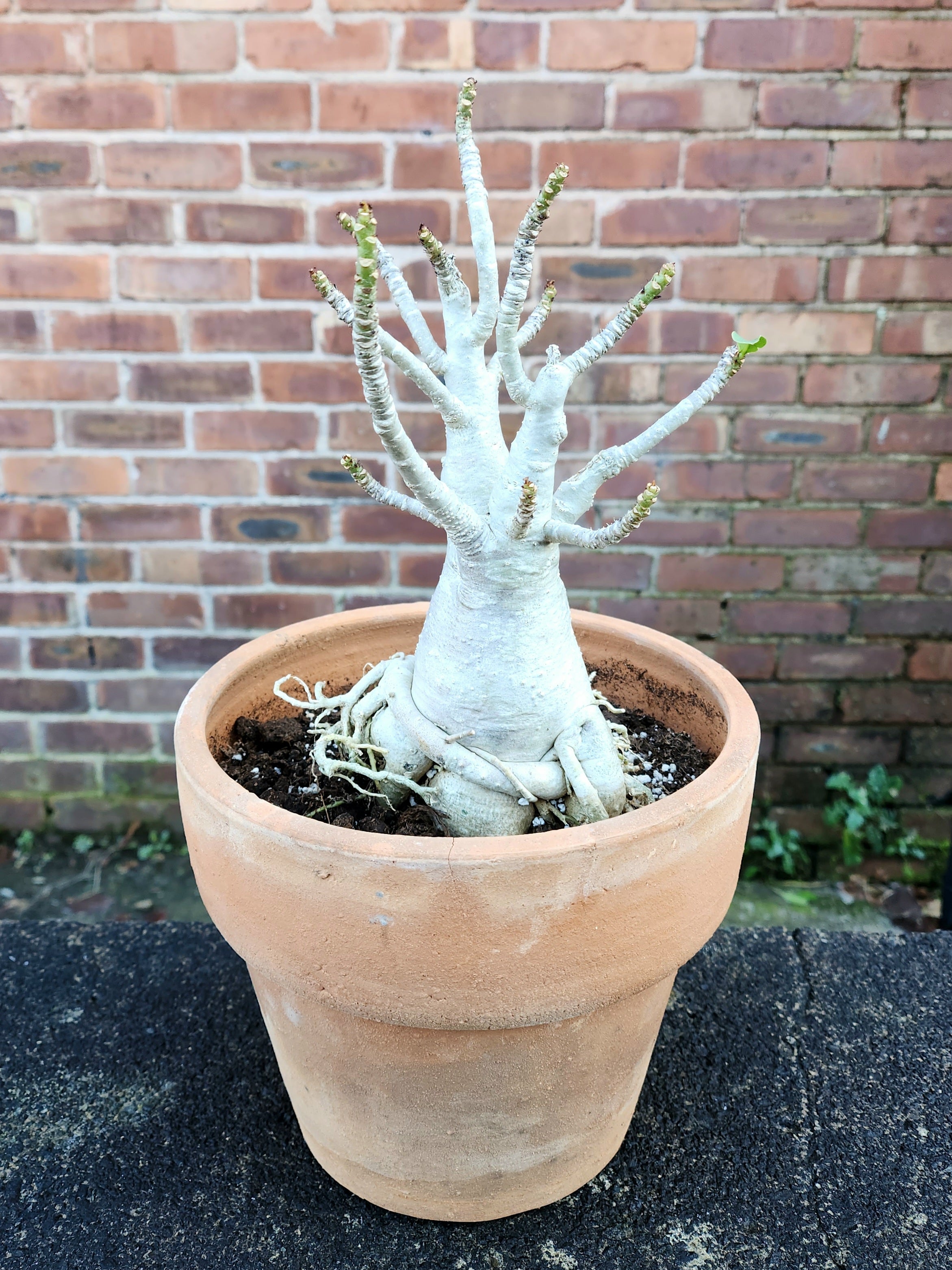 Adenium Baobab