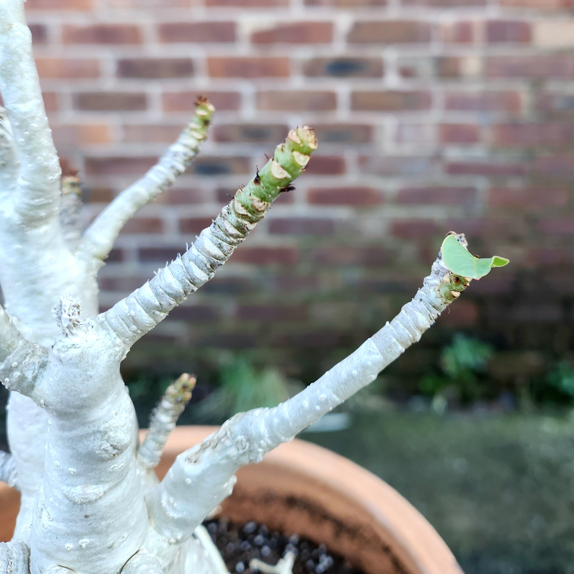 Adenium Baobab