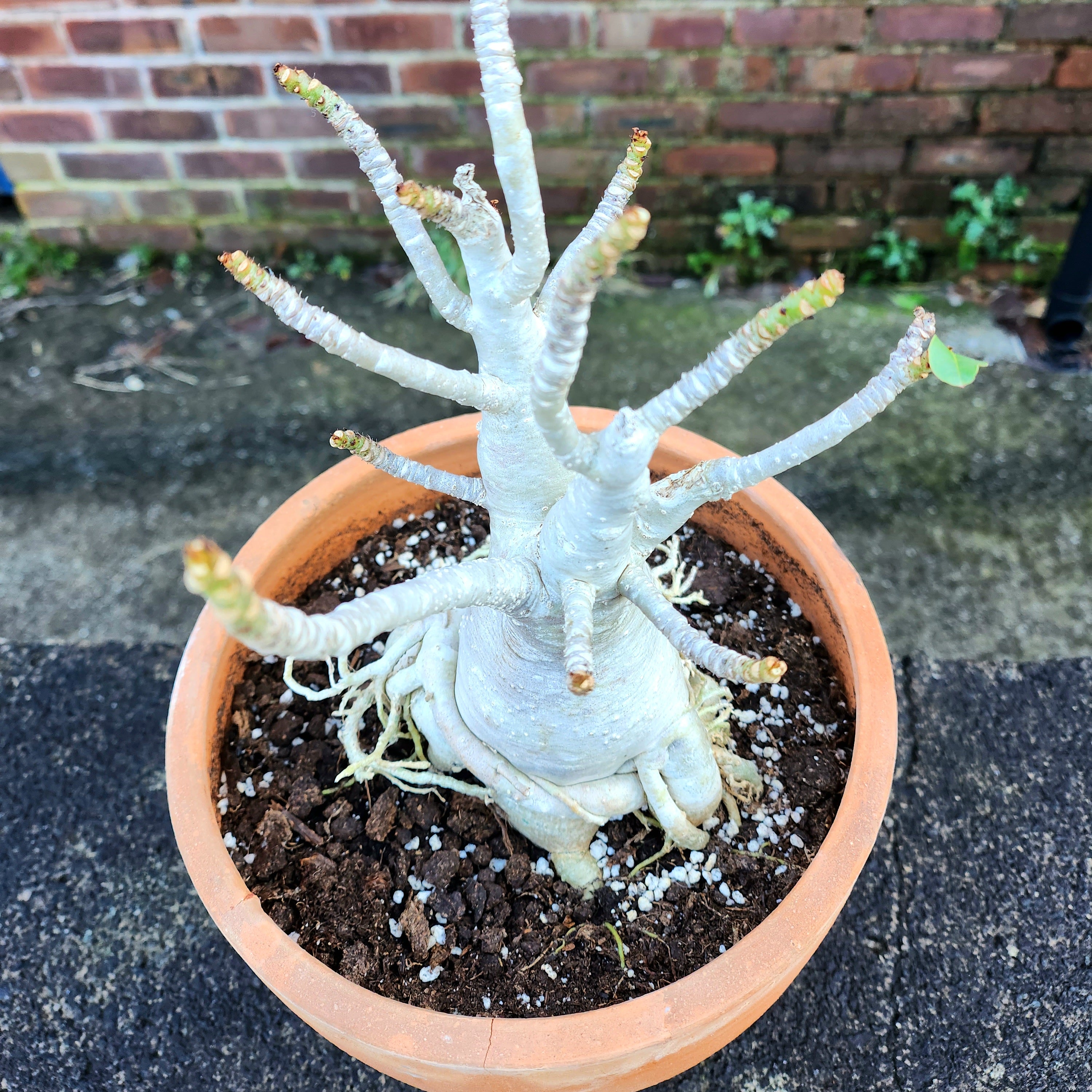 Adenium Baobab