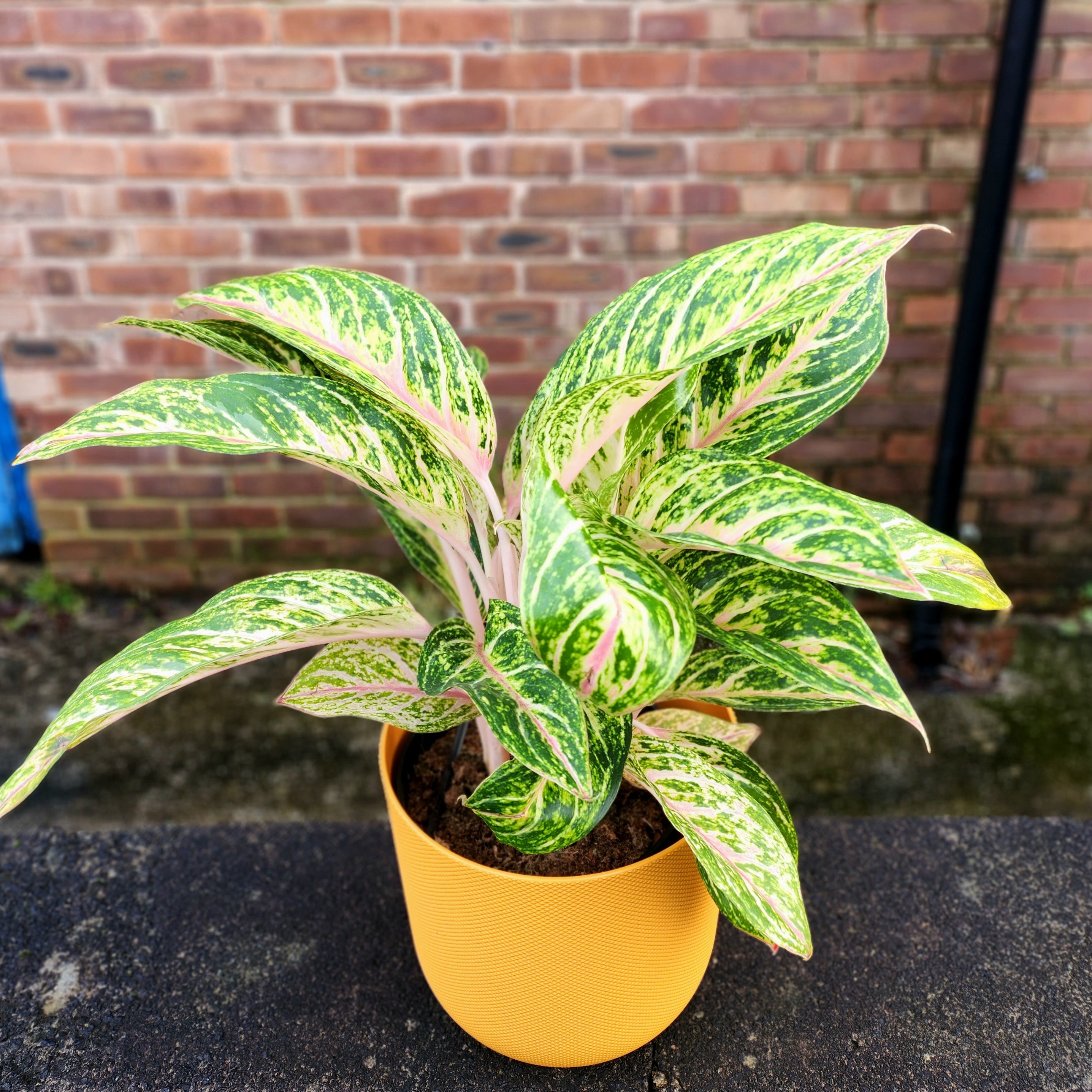 Aglaonema Cocomelon