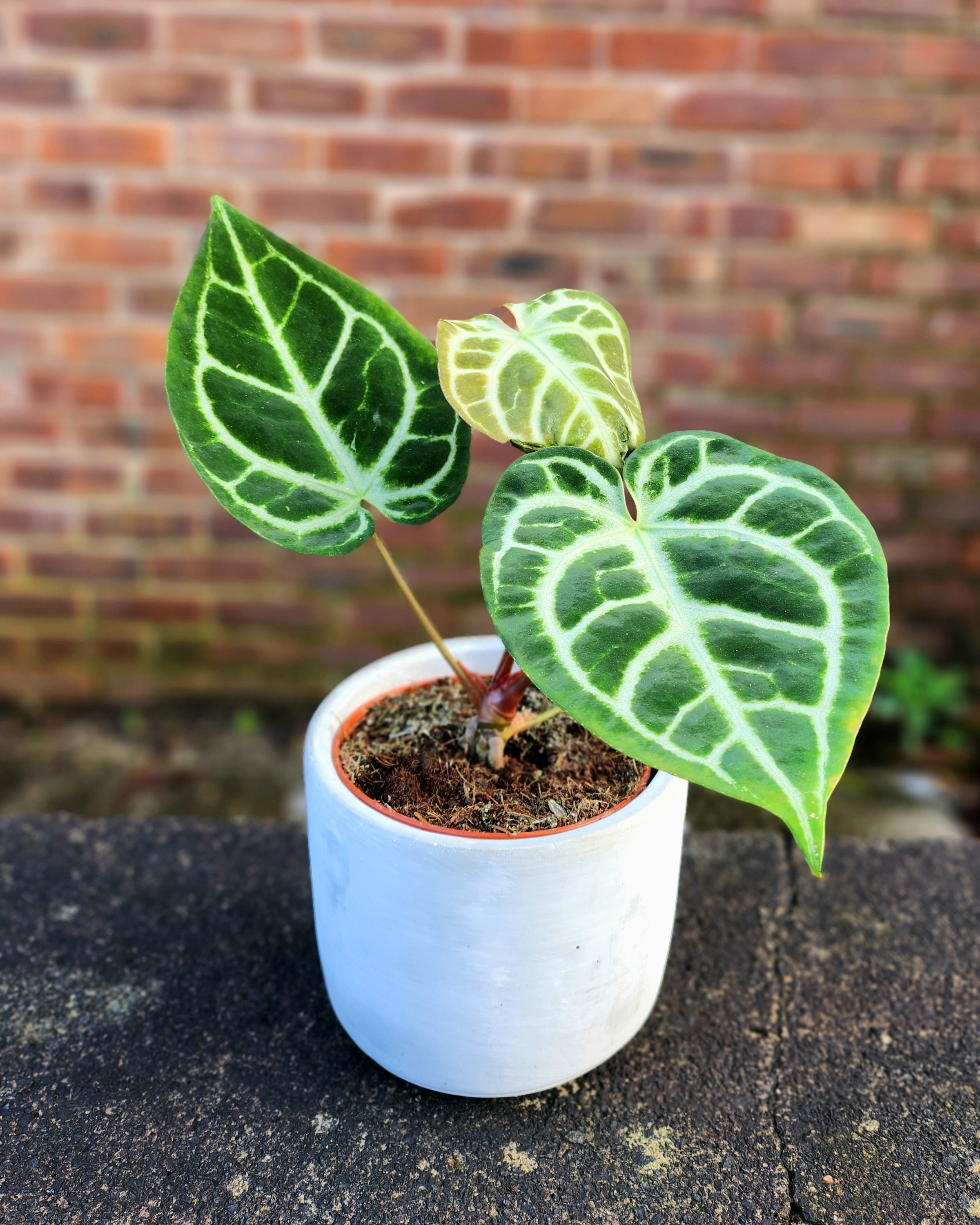 Anthurium Crystallinum
