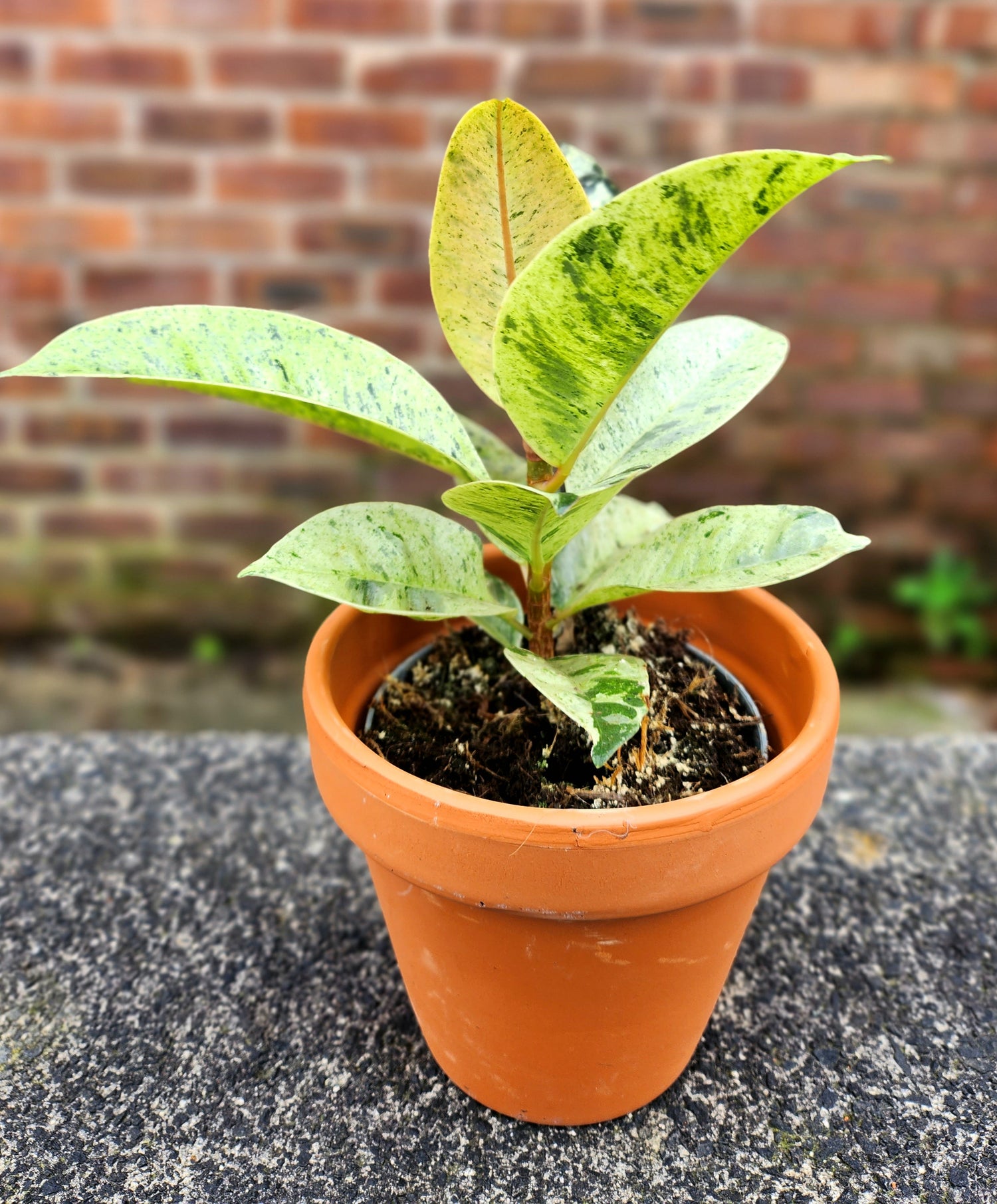Ficus Shivereana (Rare)