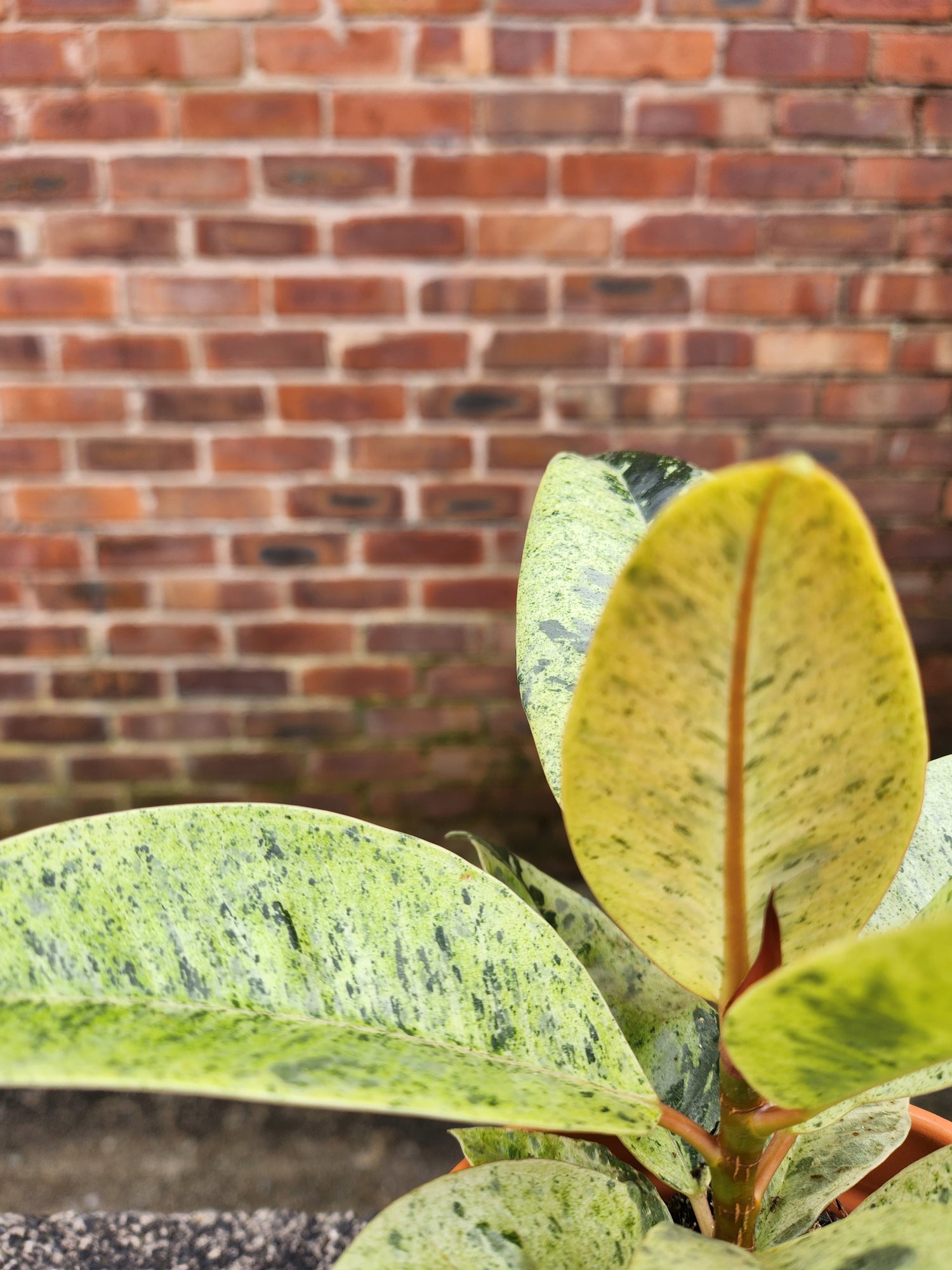 Ficus Shivereana (Rare)
