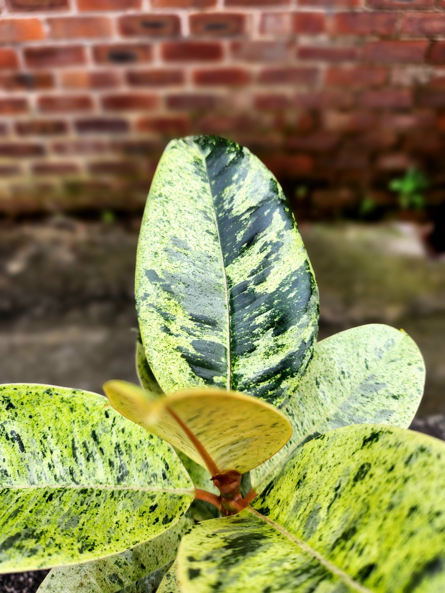 Ficus Shivereana (Rare)