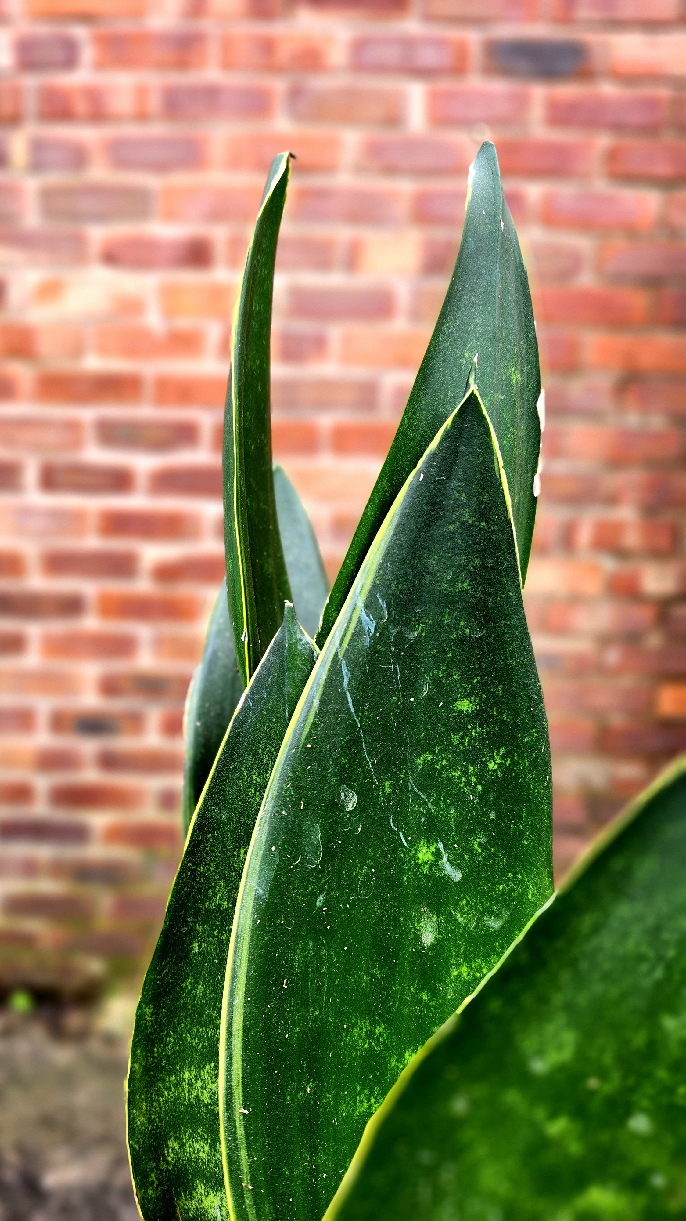 Sansevieria Black Coral