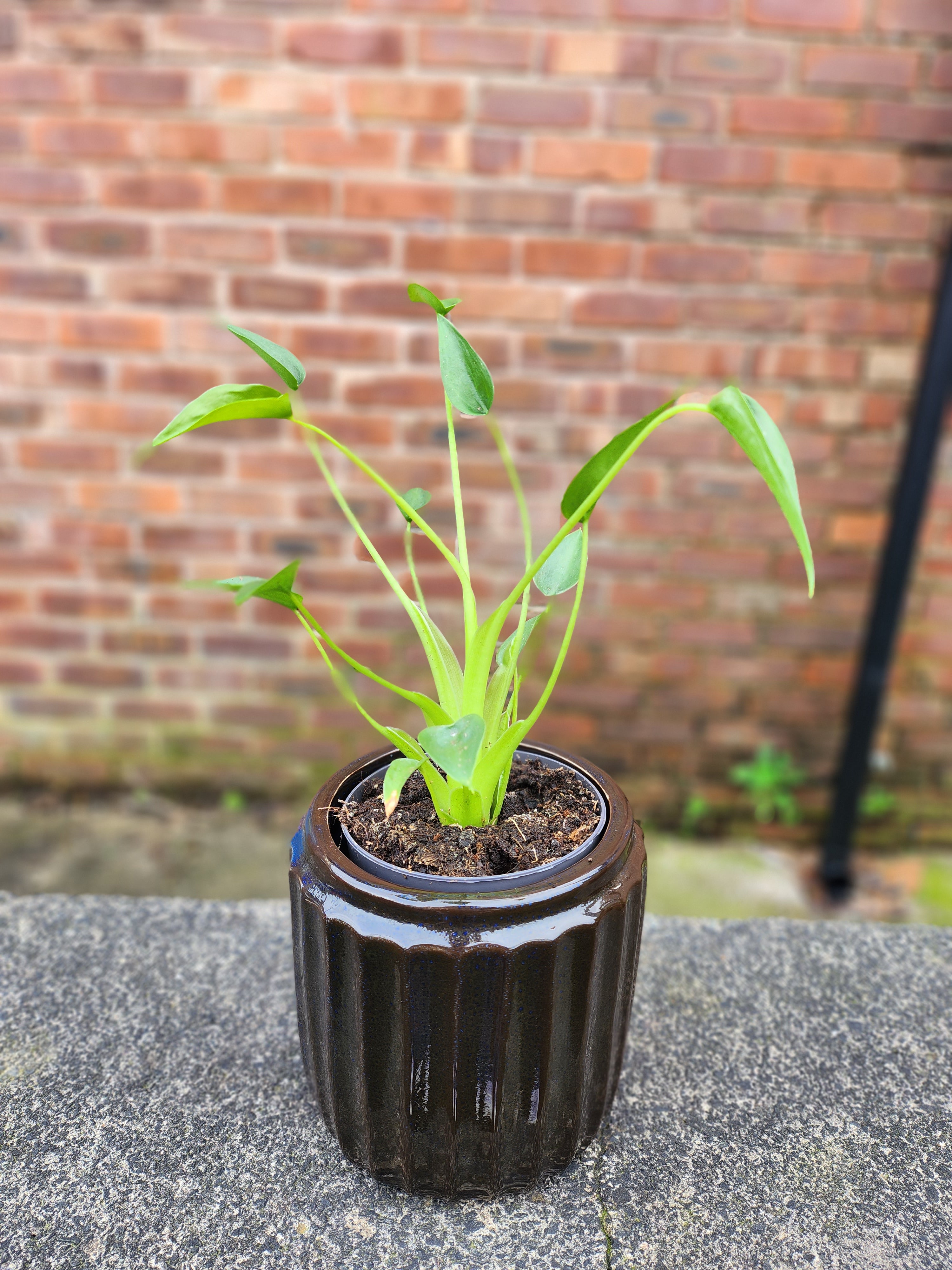 Alocasia Tiny Dancer