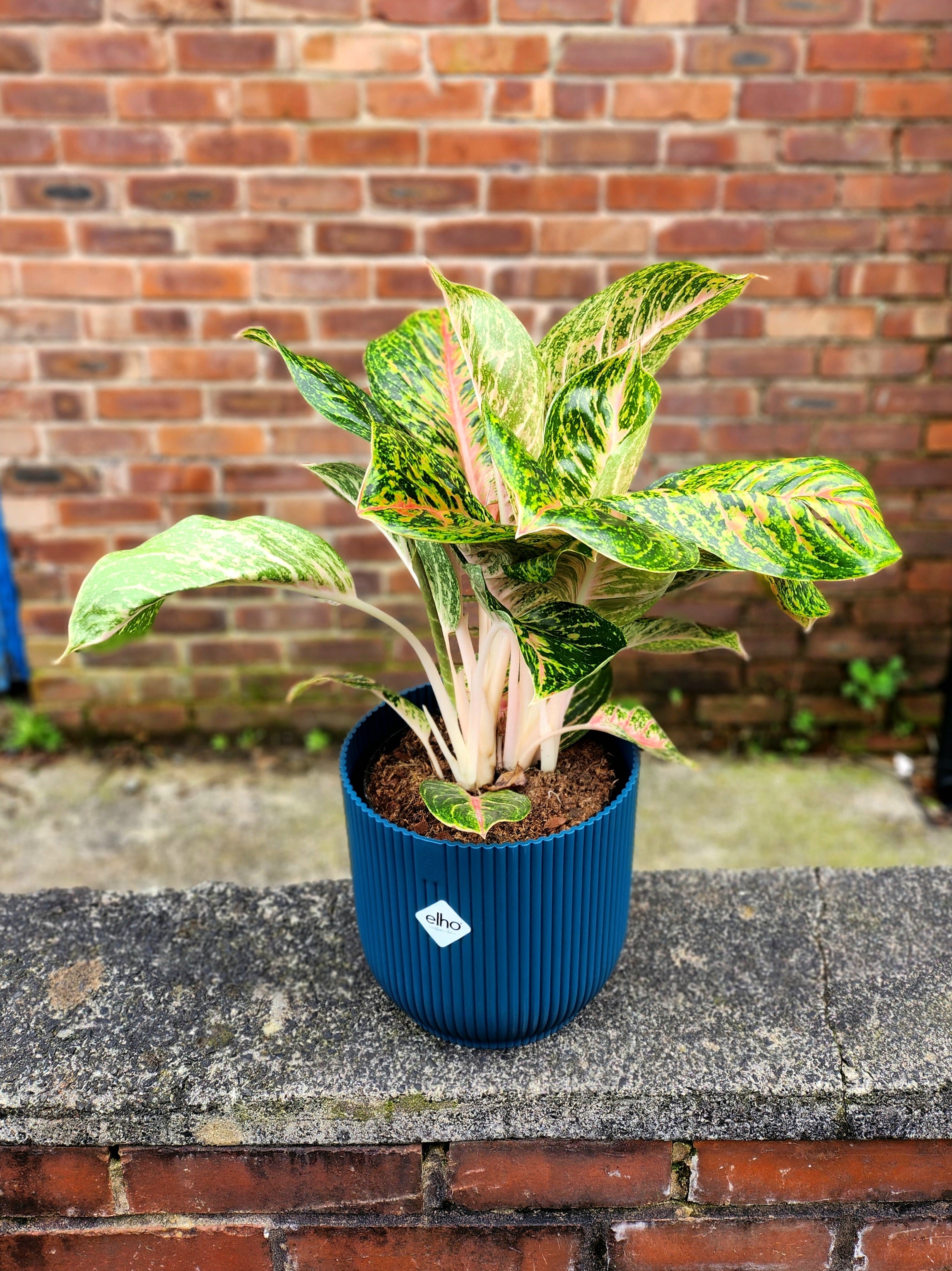 Aglaonema Spring Red
