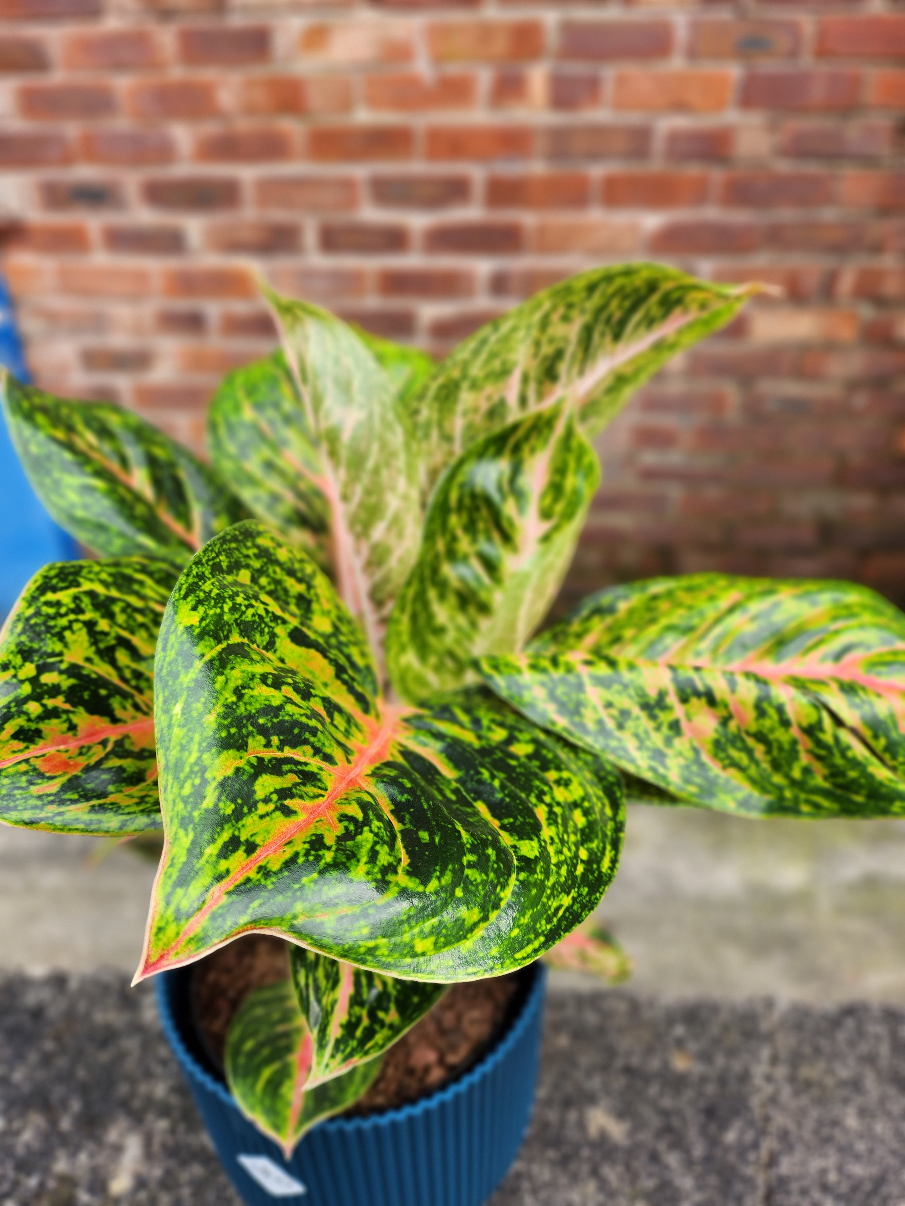 Aglaonema Spring Red