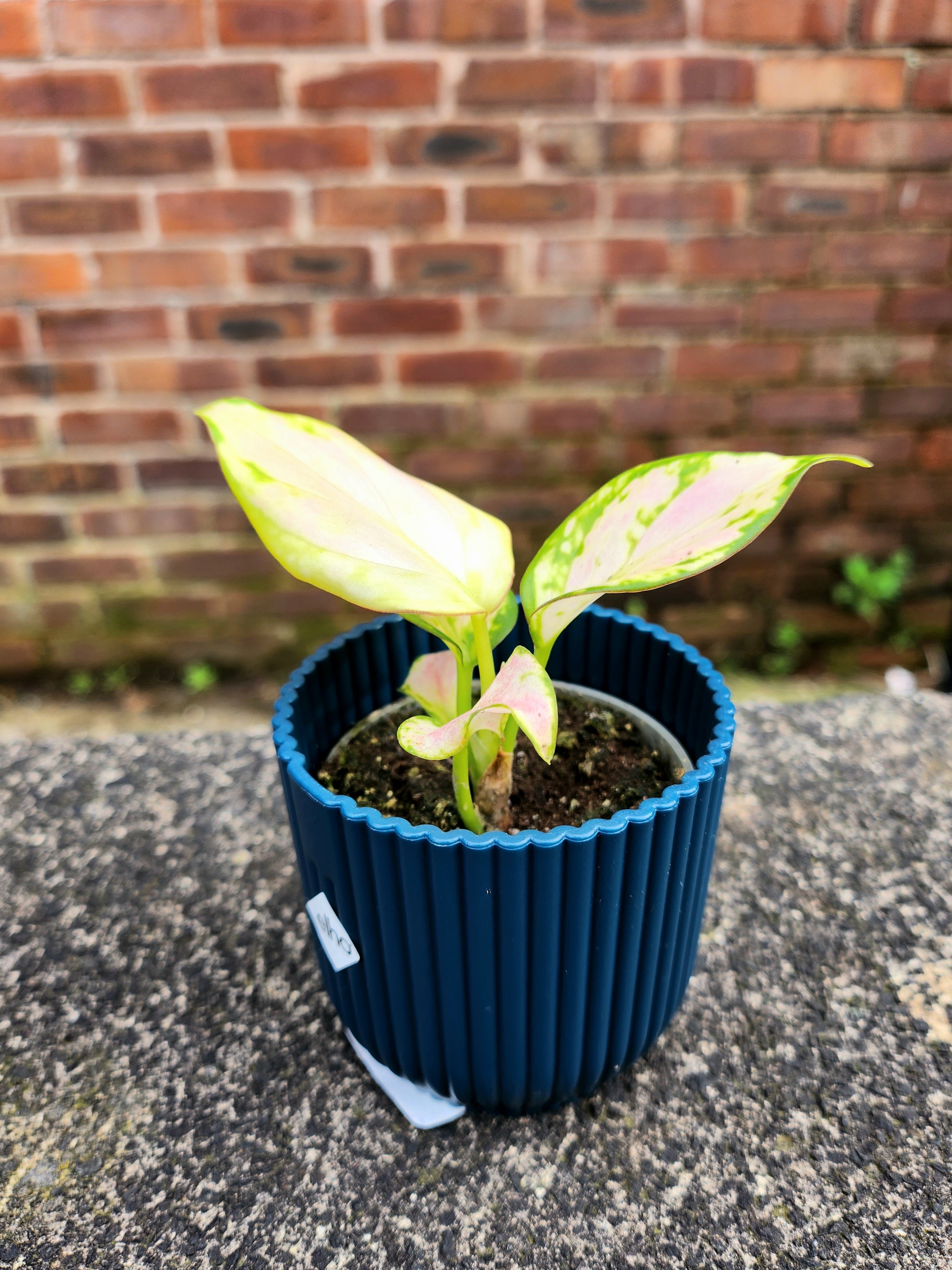 Aglaonema Red Zirkon