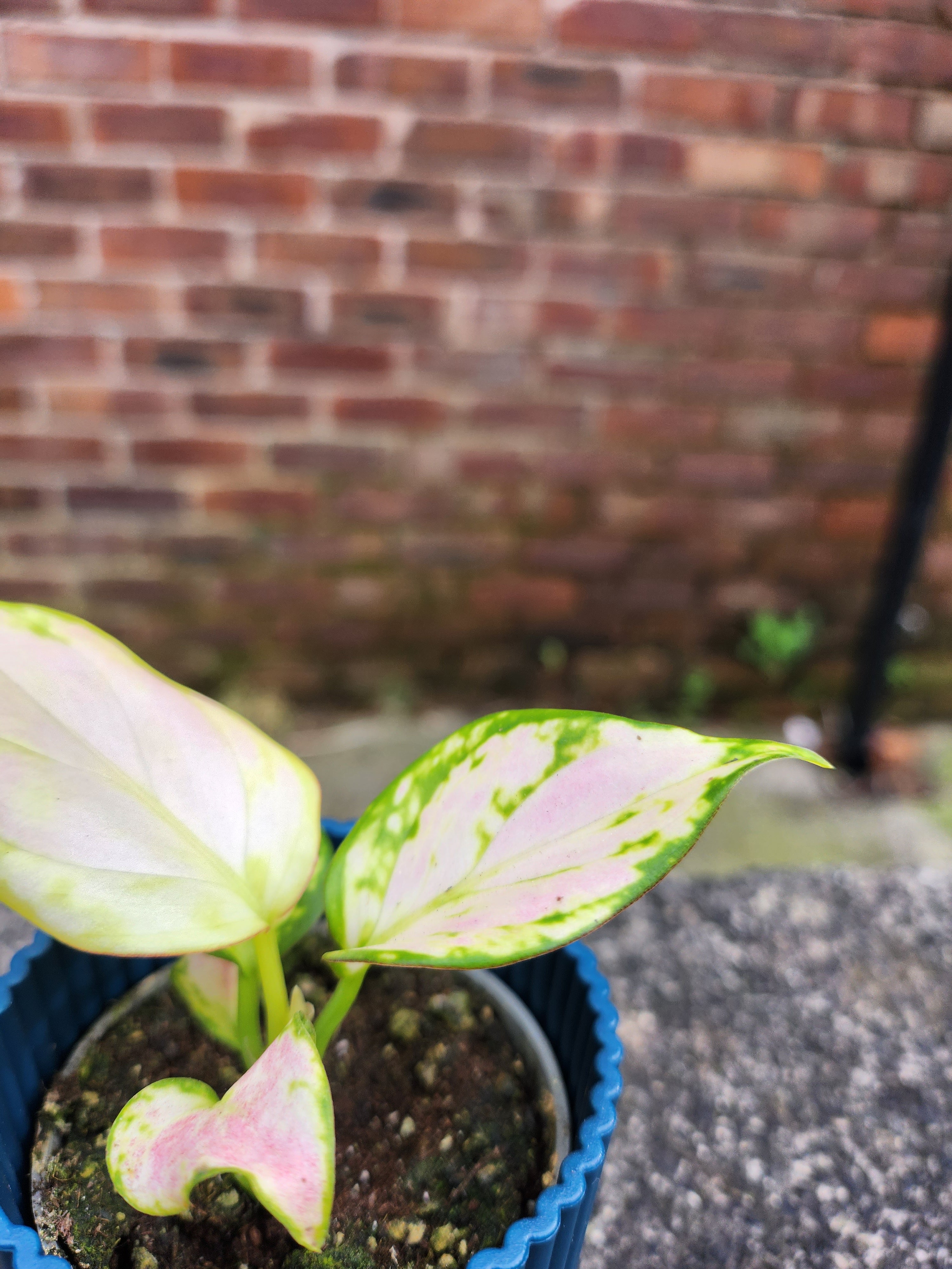 Aglaonema Red Zirkon