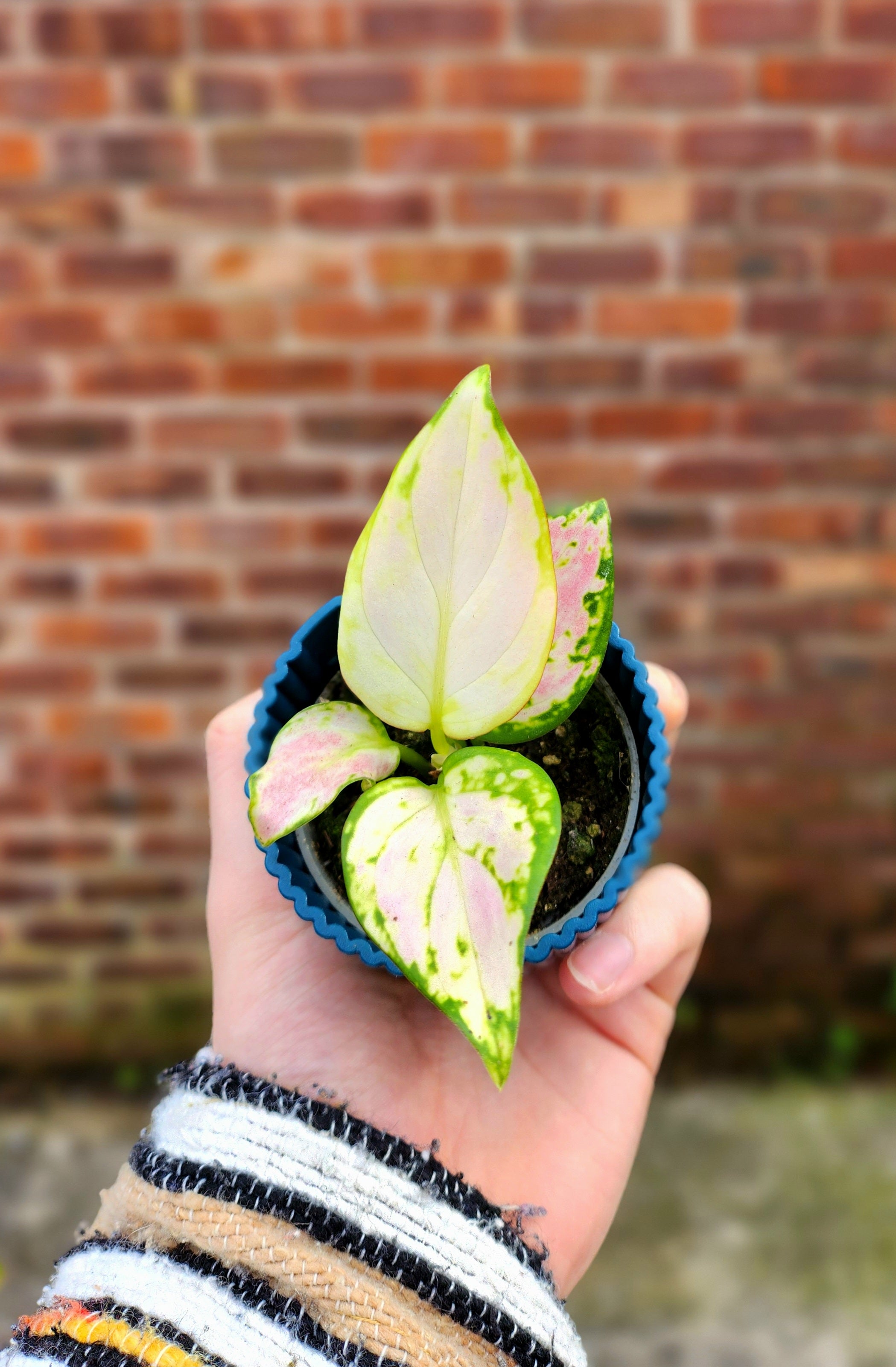 Aglaonema Red Zirkon