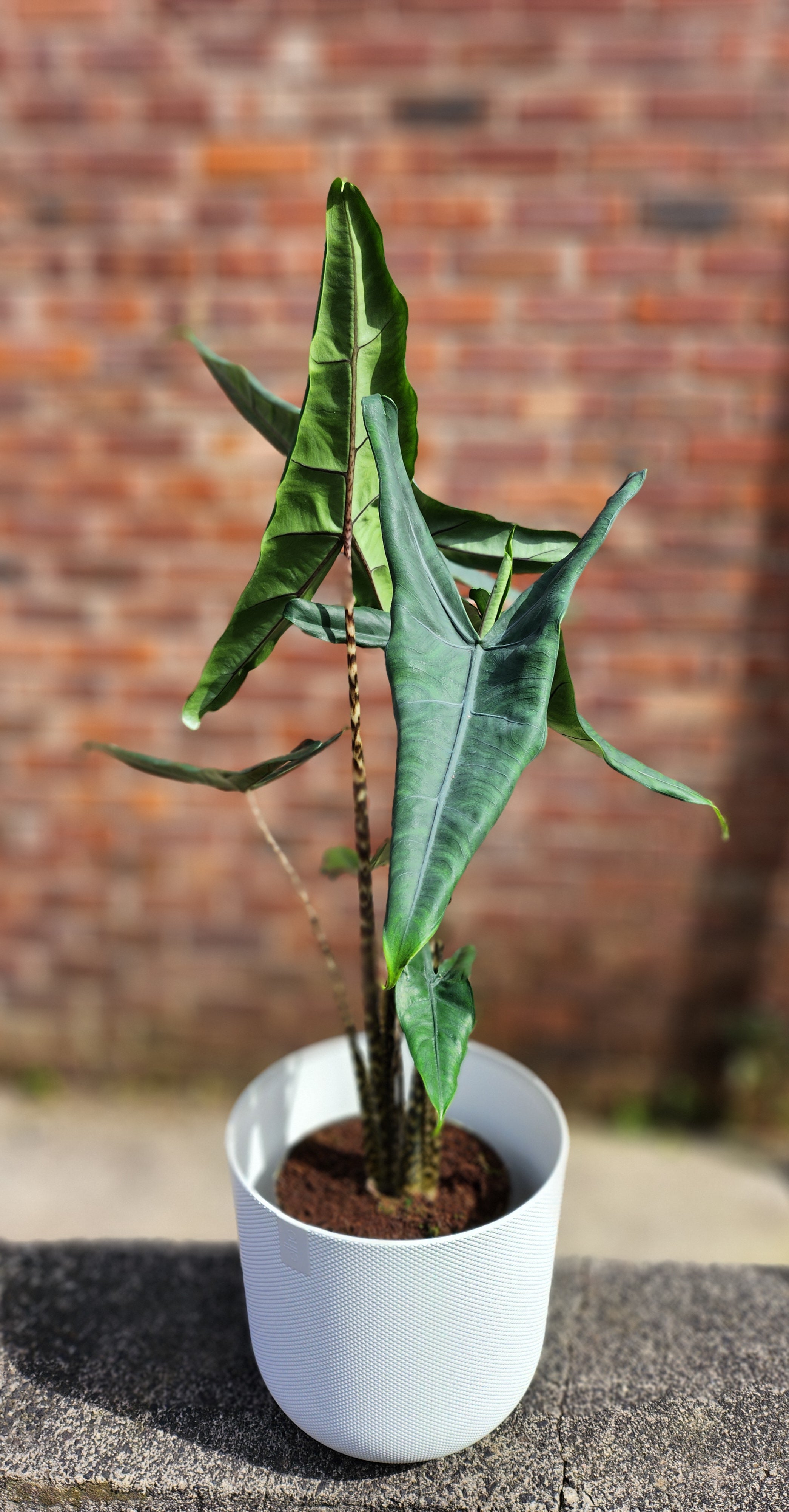 Alocasia Tigrina – Exotic Tiger-Striped Stem Plant