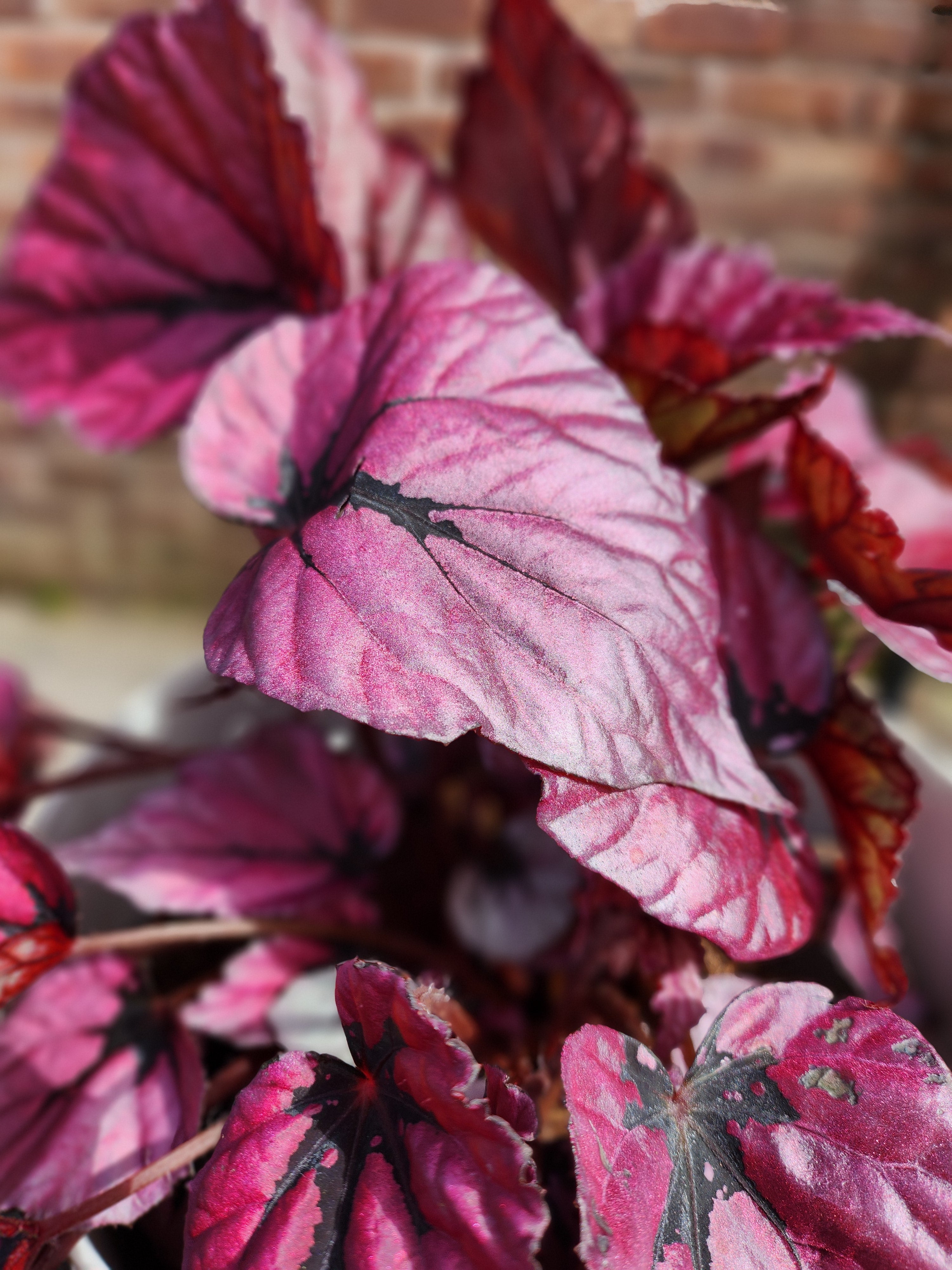 Begonia Beleaf