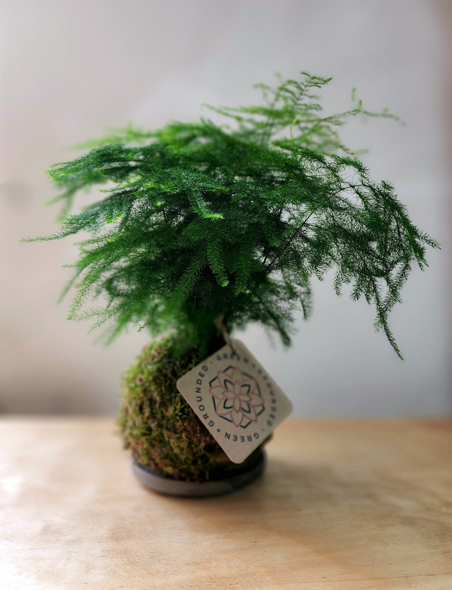 Asparagus Fern Kokedama