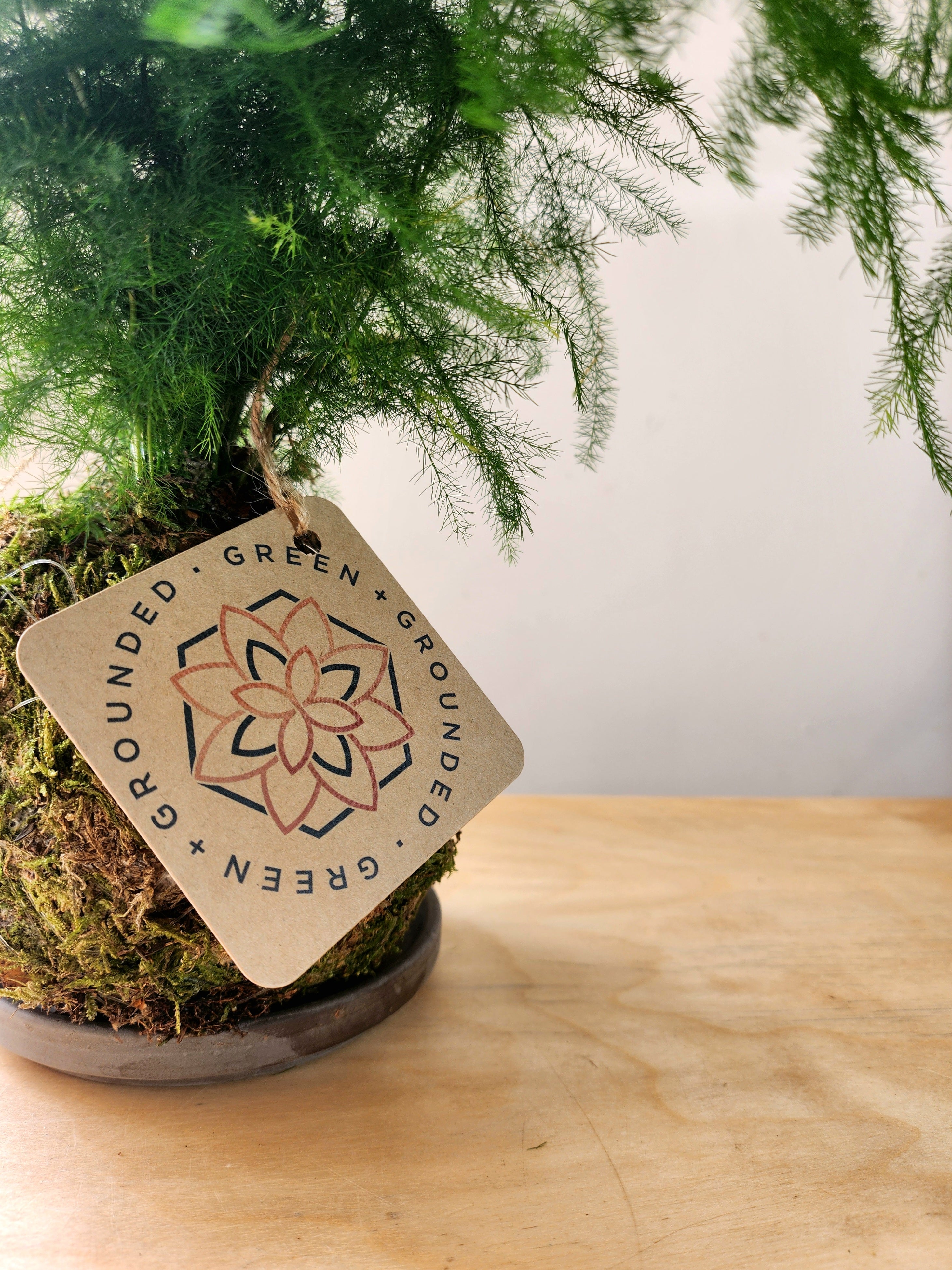 Asparagus Fern Kokedama