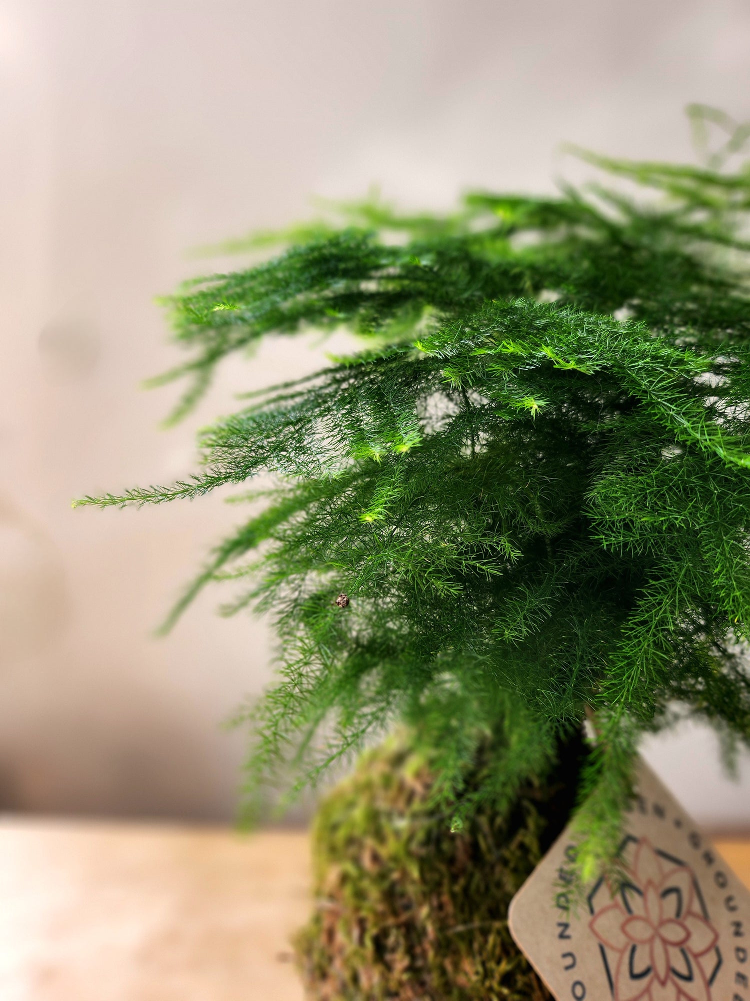 Asparagus Fern Kokedama