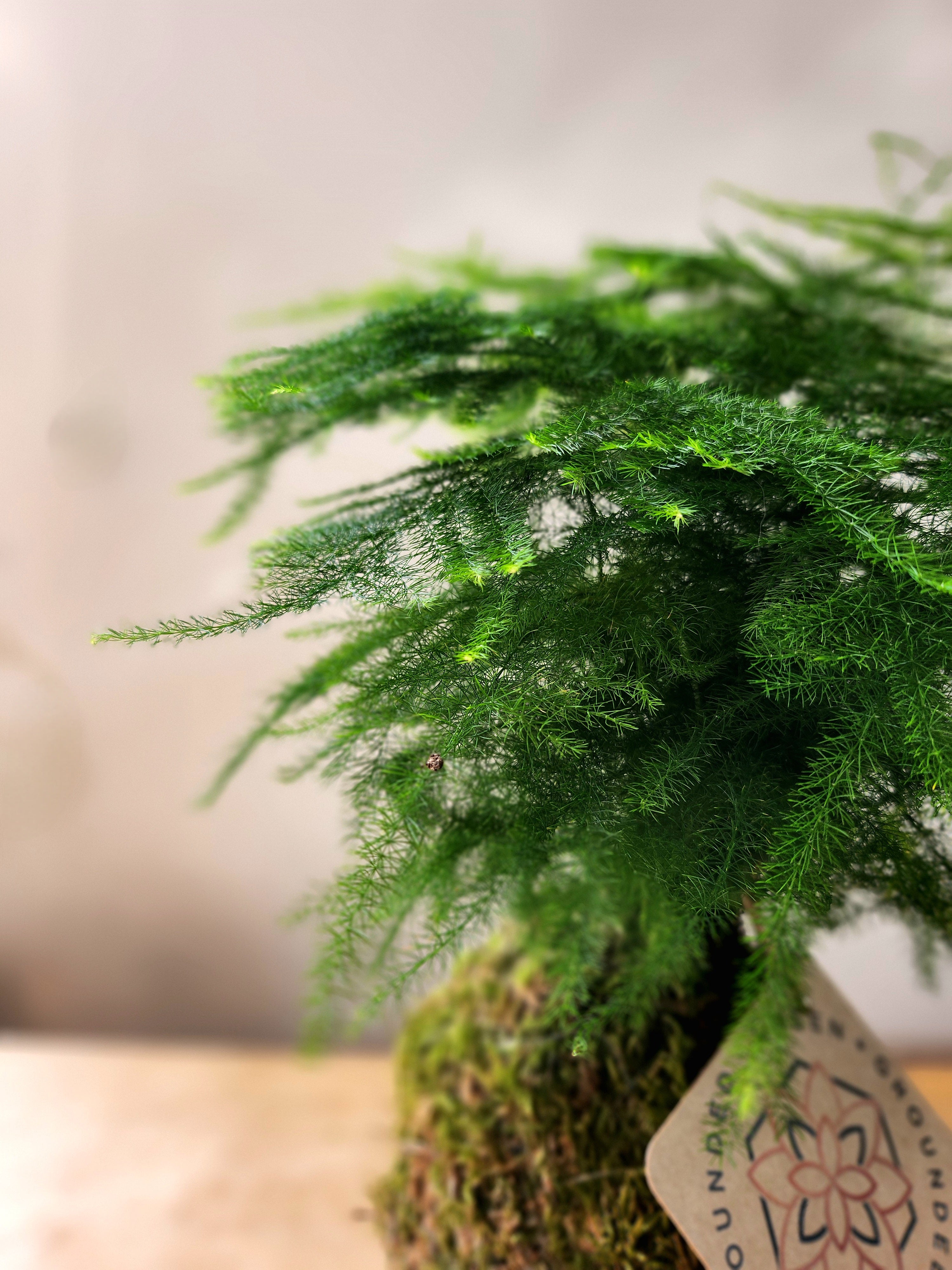 Asparagus Fern Kokedama
