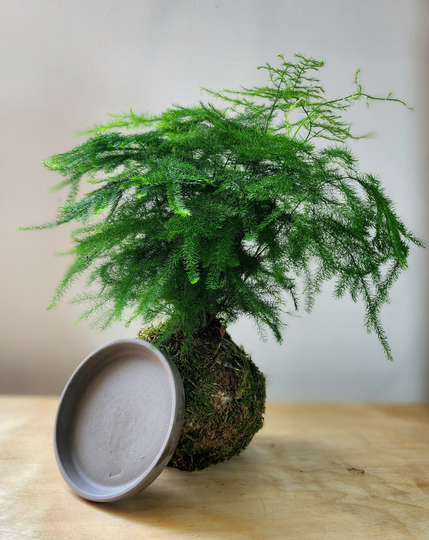 Asparagus Fern Kokedama