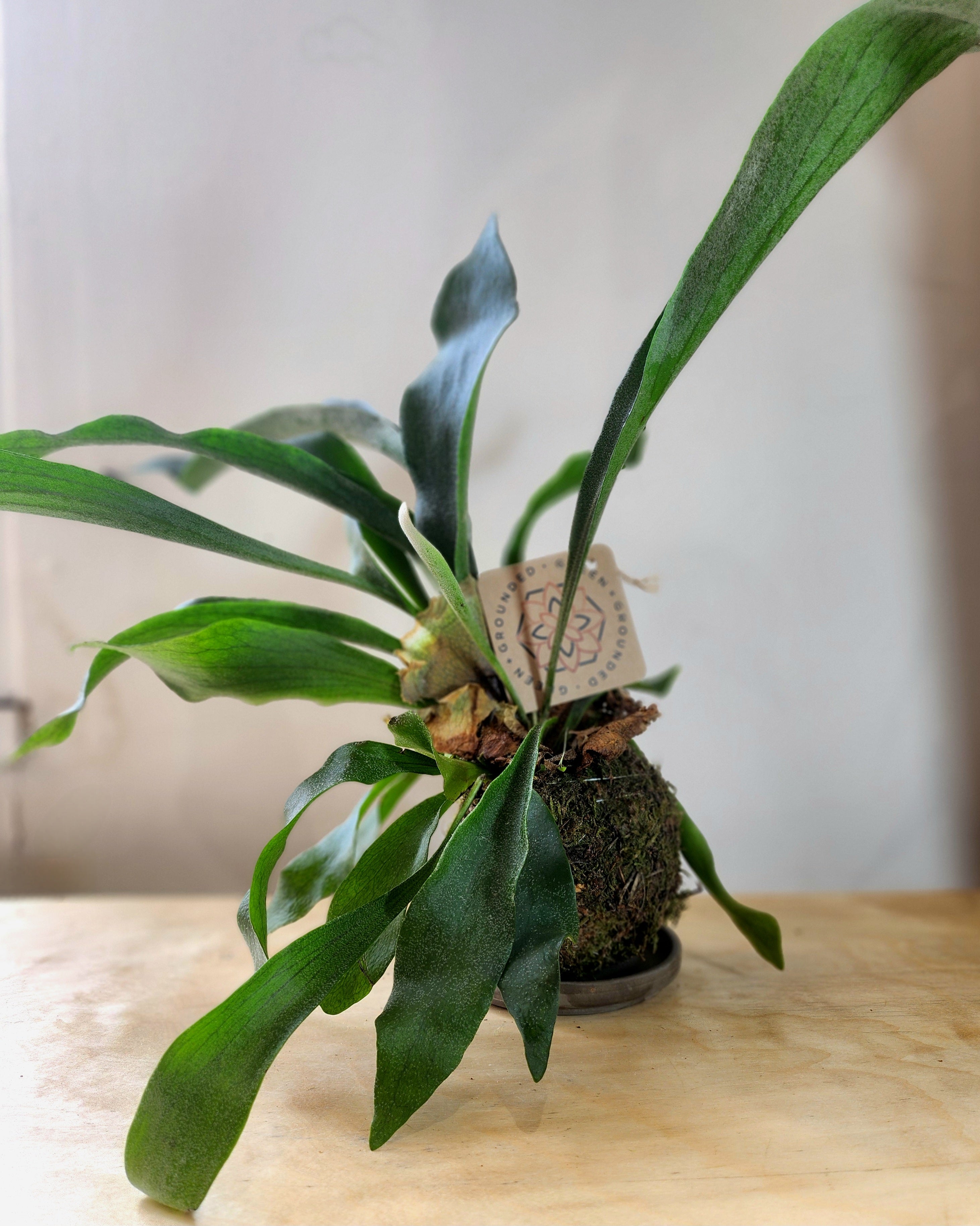 Staghorn Fern Kokedama