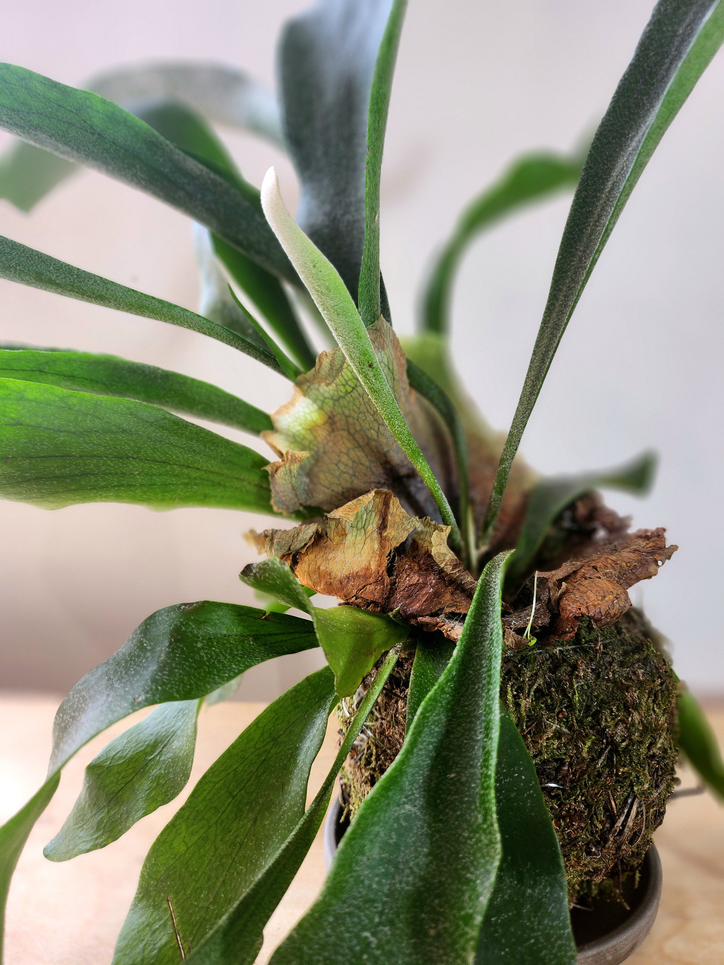 Staghorn Fern Kokedama