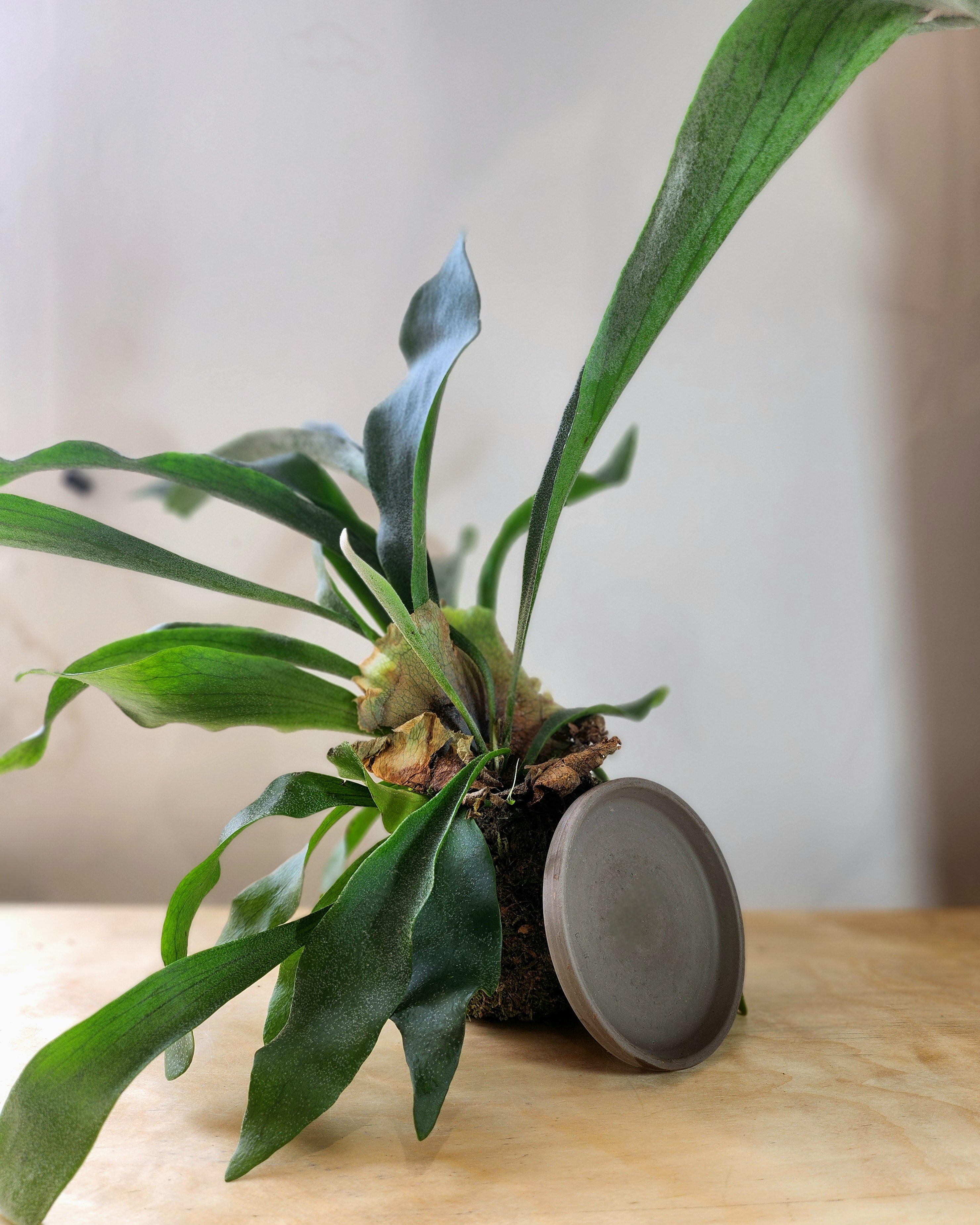Staghorn Fern Kokedama