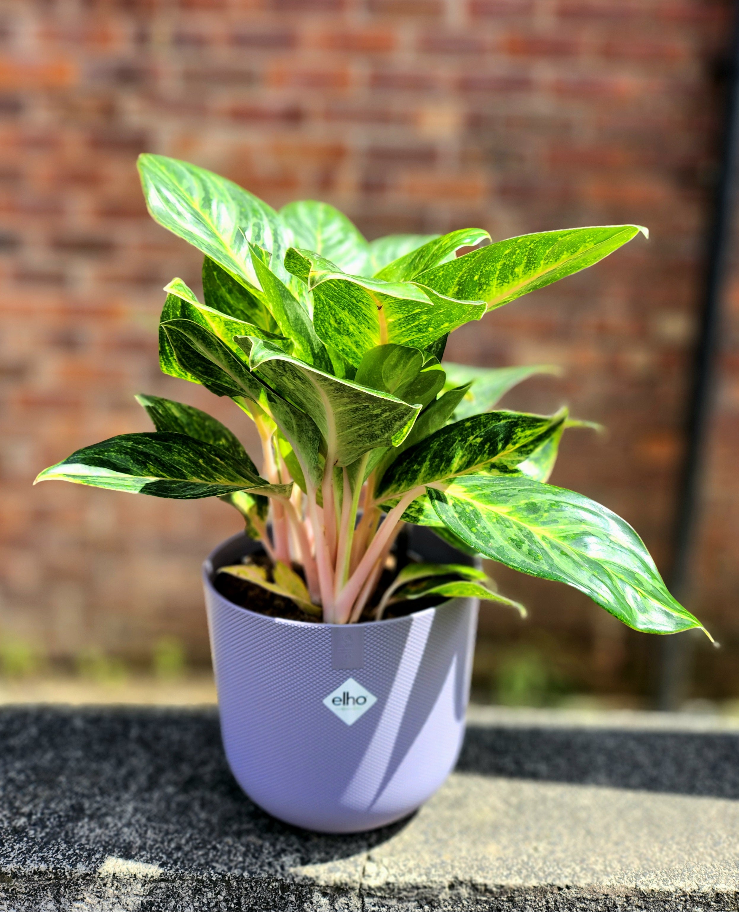 Aglaonema Peach Pearl