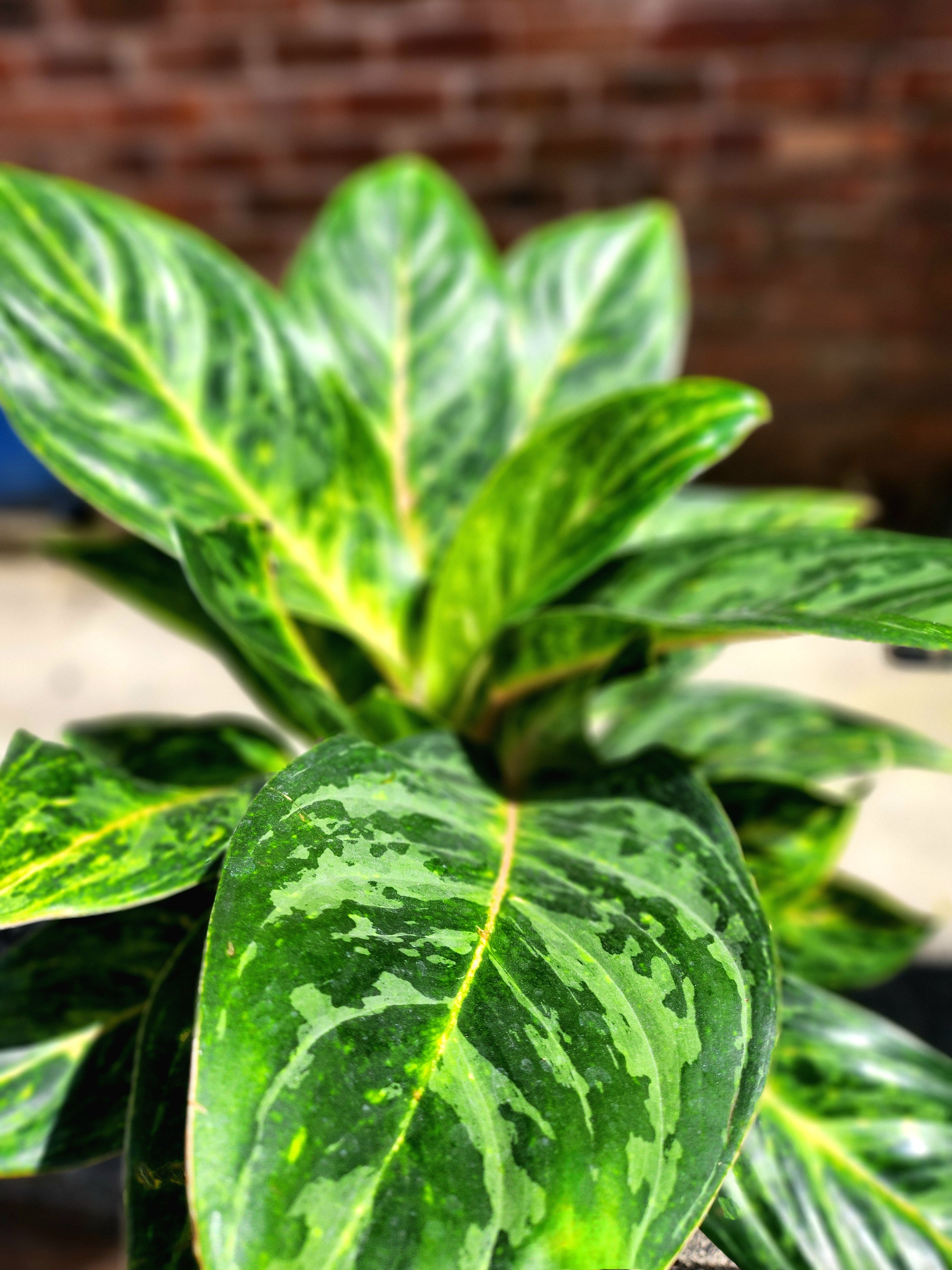 Aglaonema Peach Pearl