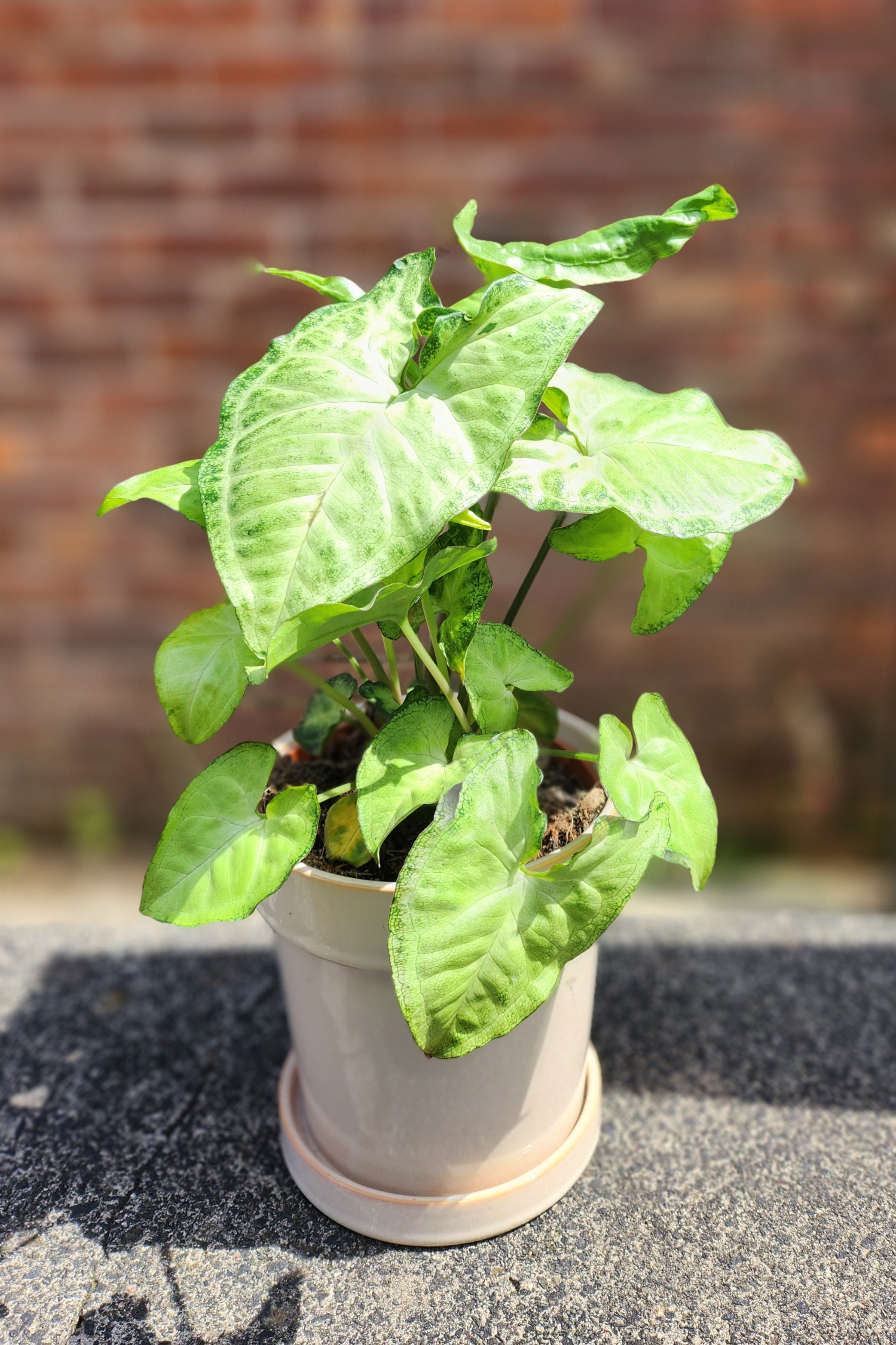 Syngonium White Butterfly