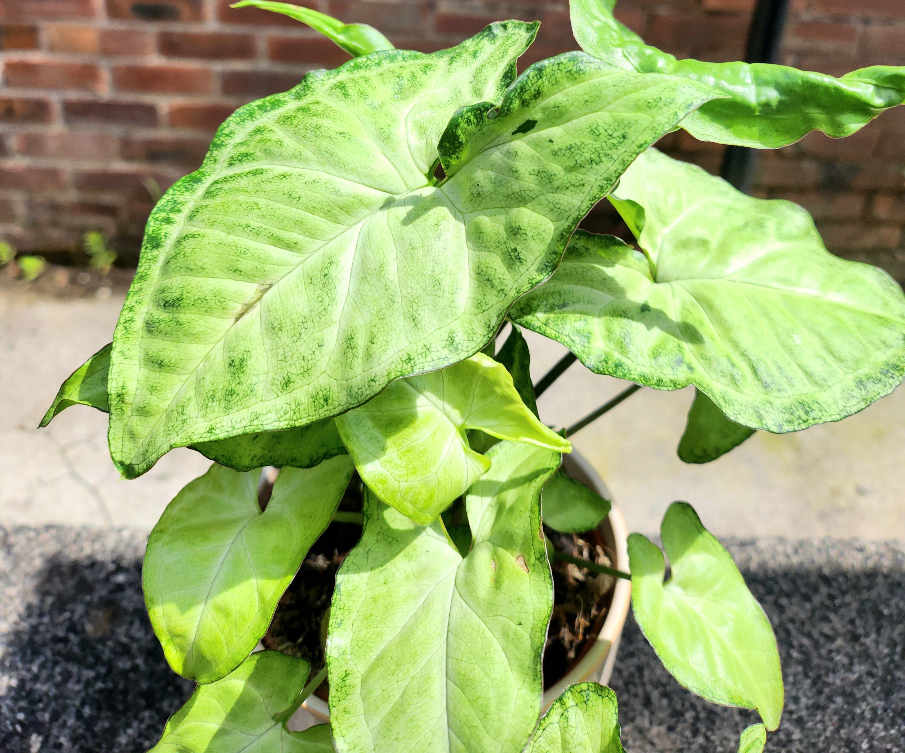 Syngonium White Butterfly