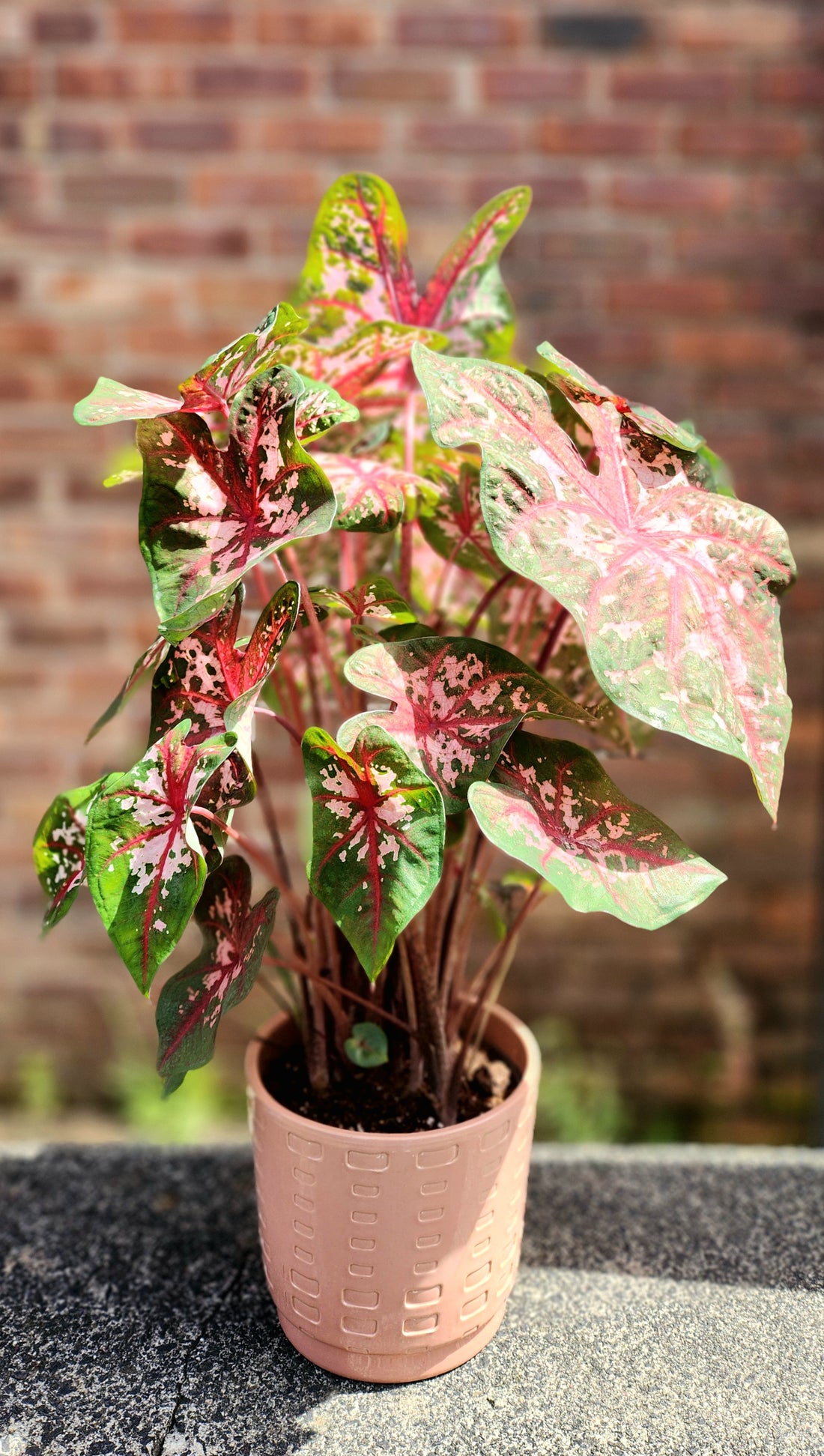 Caladium Mixed