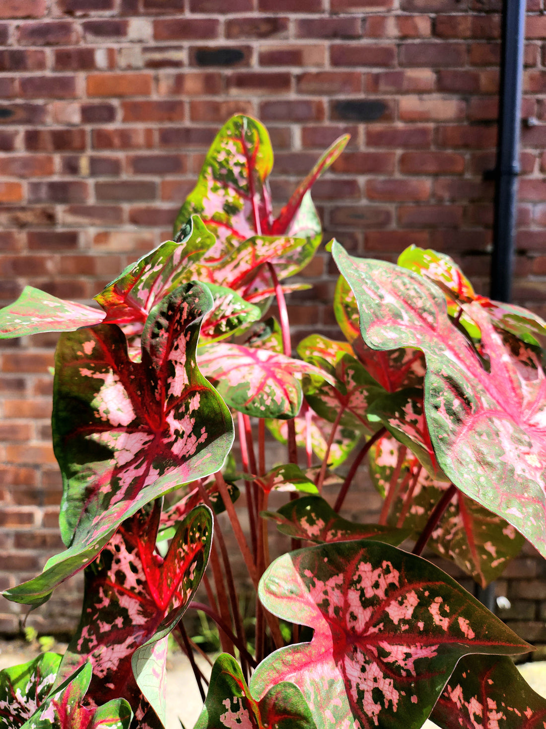 Caladium Mixed