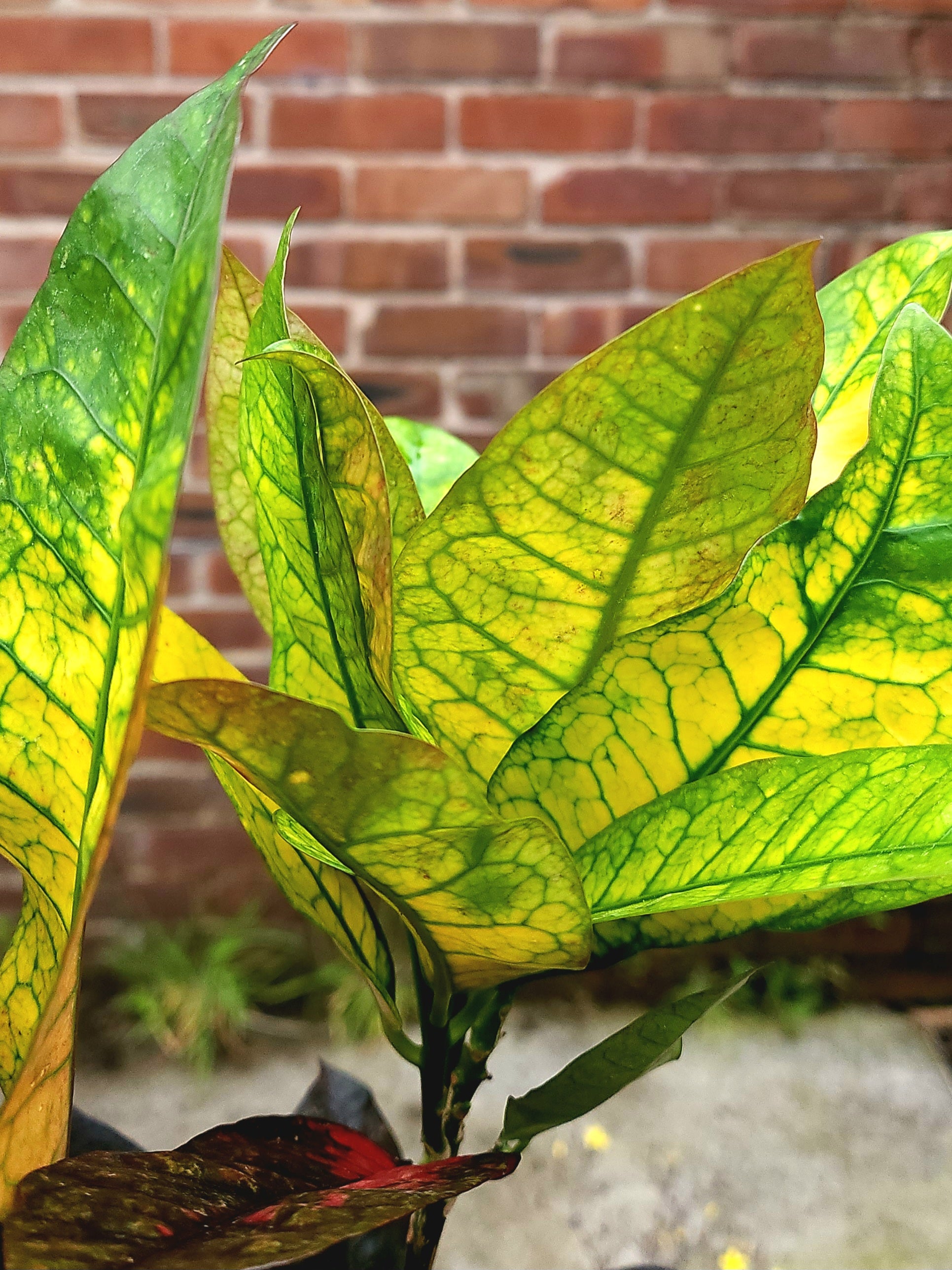 Codiaeum Mrs Iceton
