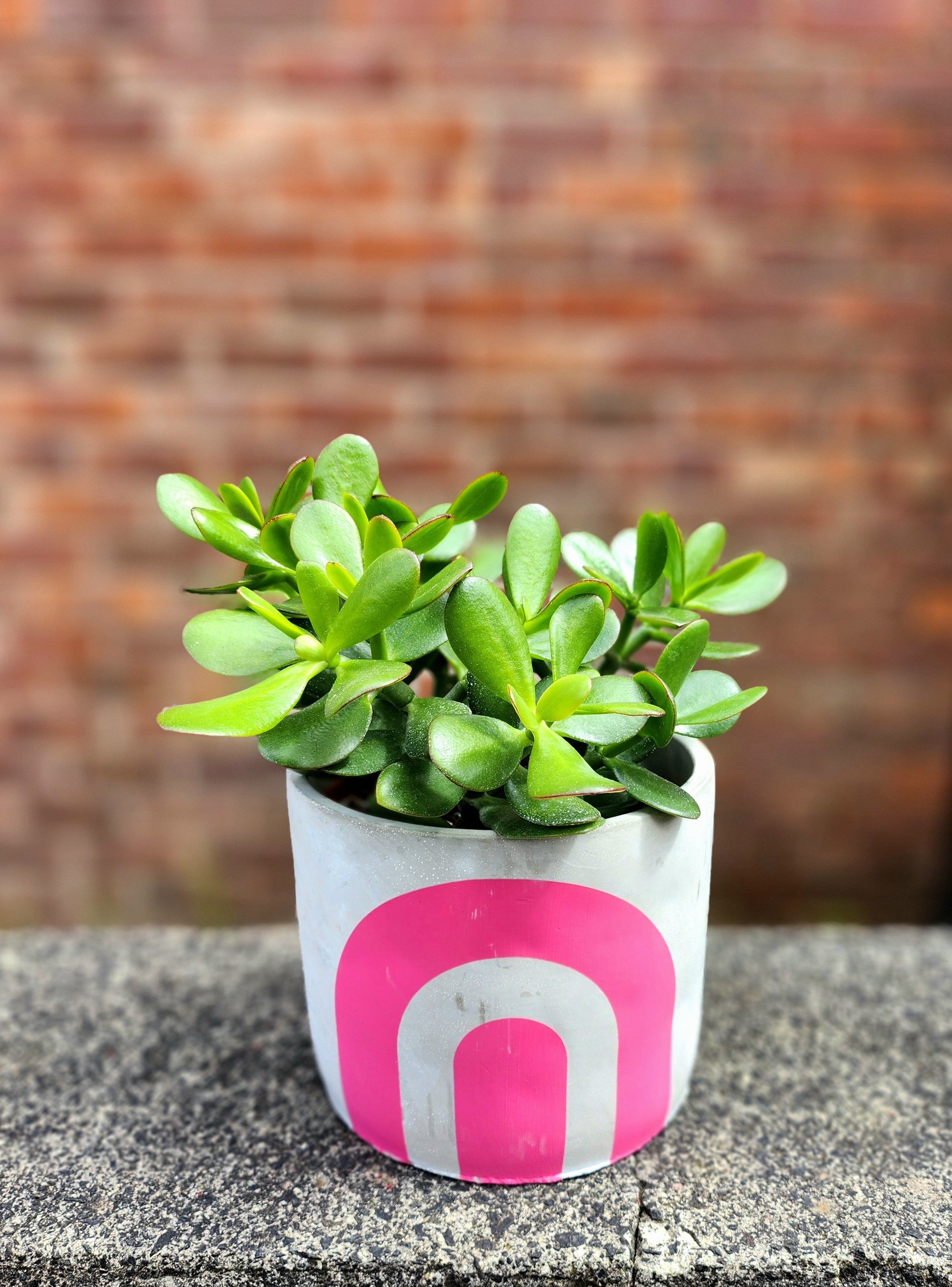Crassula Jade Plant