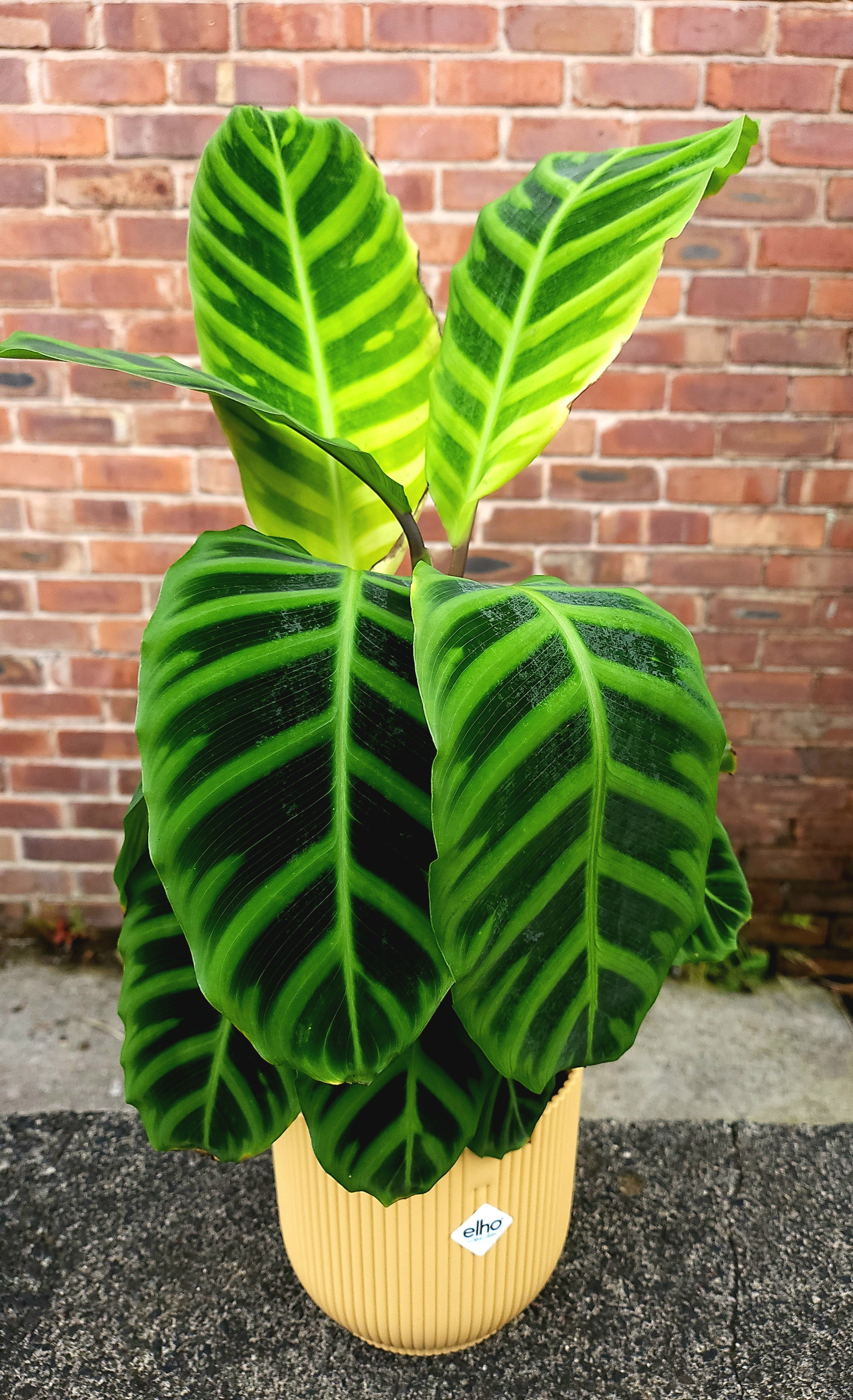 Calathea Zebrina