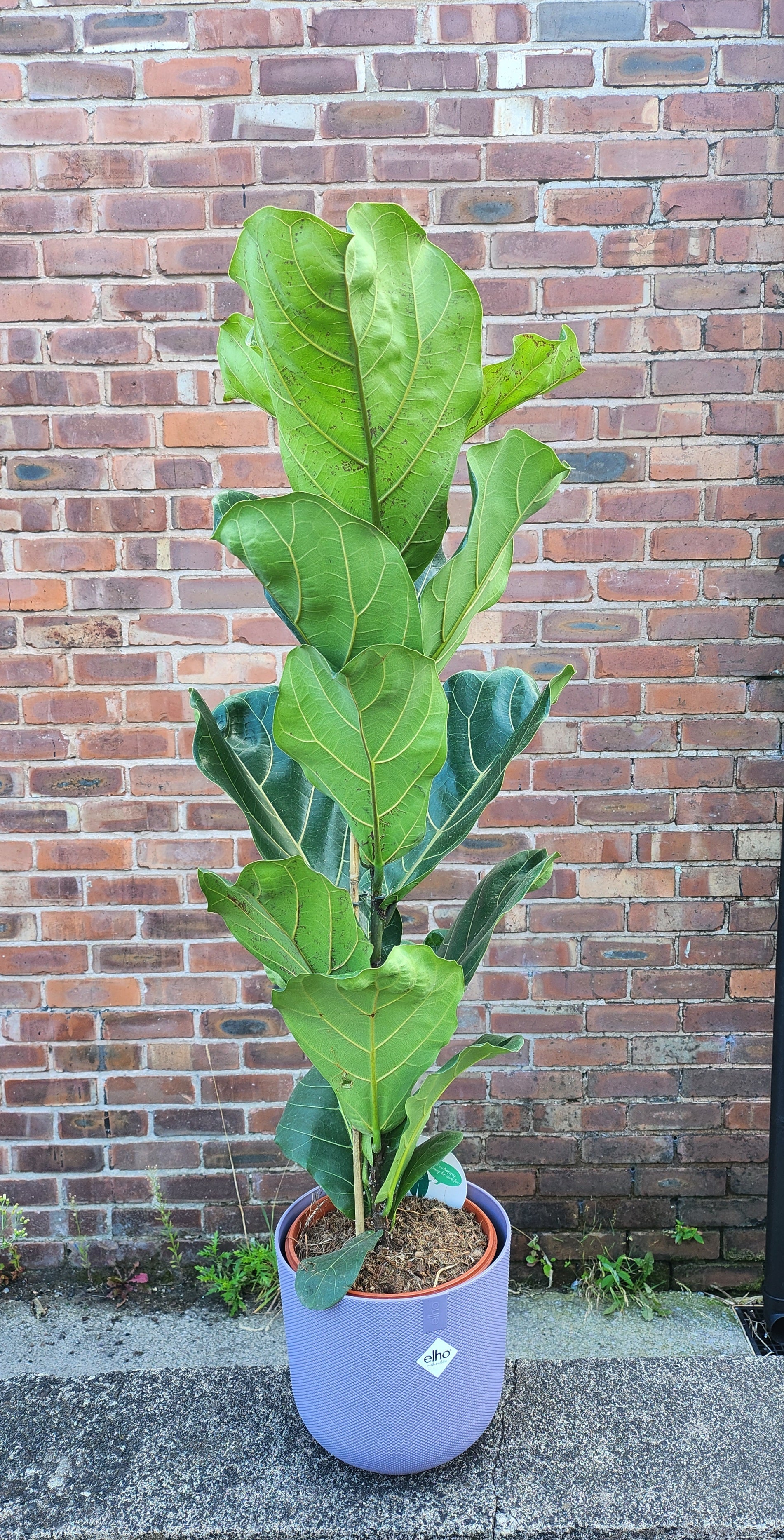 Ficus Lyrata