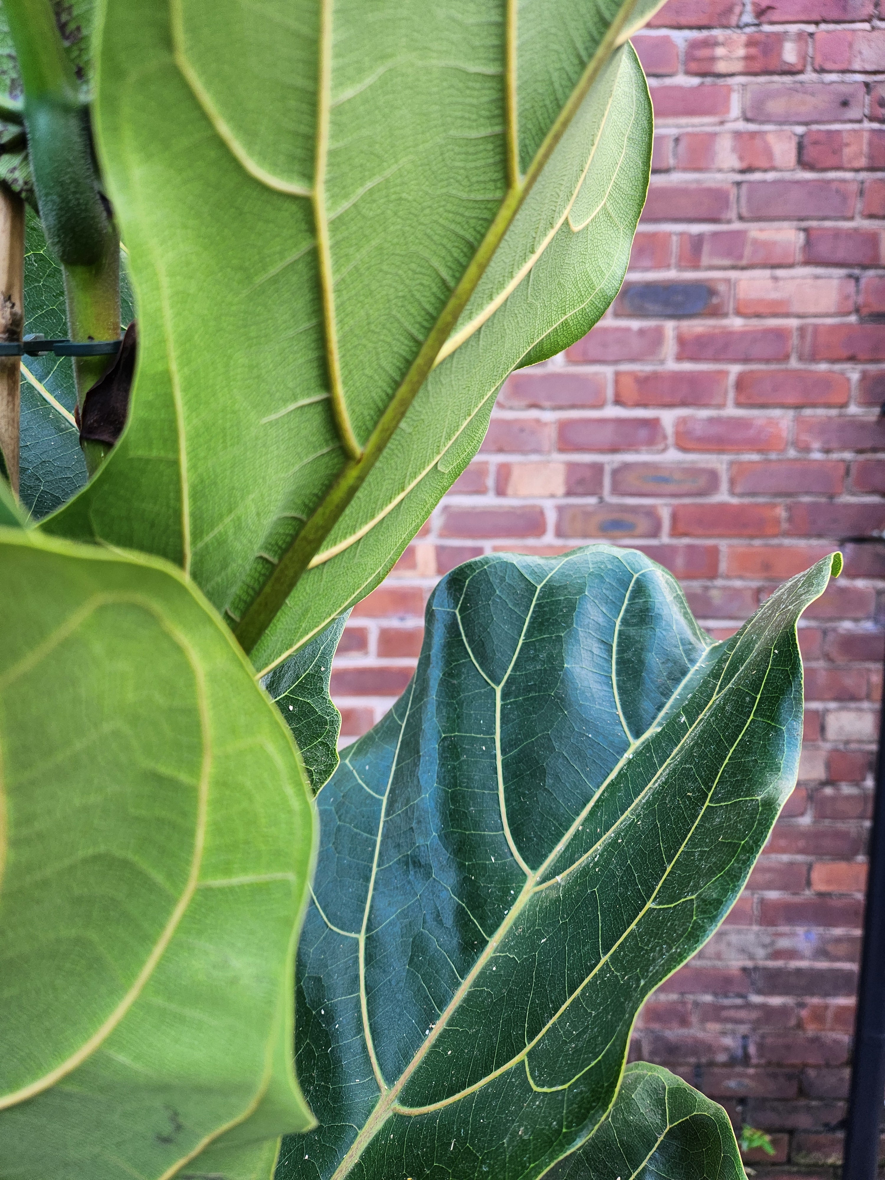 Ficus Lyrata