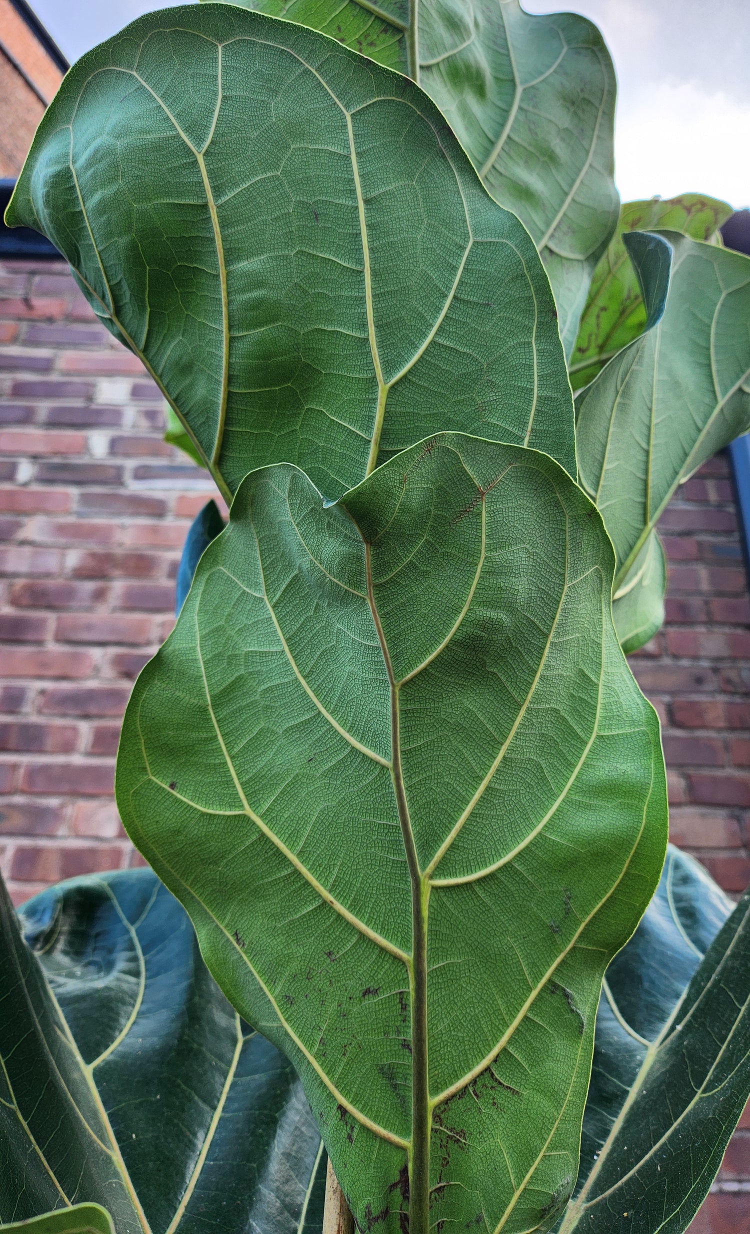 Ficus Lyrata