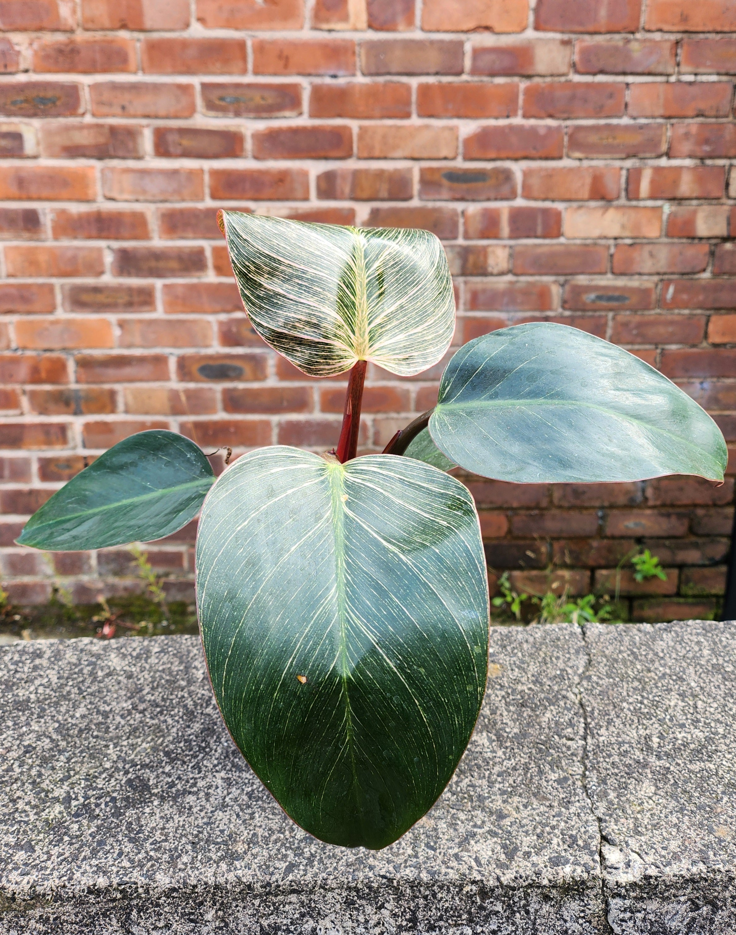 Philodendron Pink Birkin